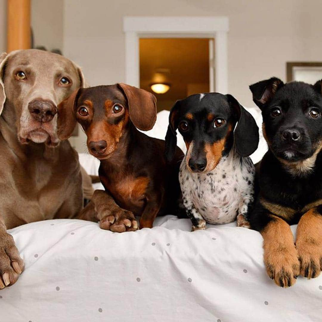 ロゼリン・サンチェスさんのインスタグラム写真 - (ロゼリン・サンチェスInstagram)「Puerto Rico Animal Lovers!!!NECESITAMOS VOLUNTARIOS PARA EL CASTRATON DE MANATÍ MAY 3-8🇵🇷🇵🇷🇵🇷🇵🇷🇵🇷 POR FAVOR COMPARTAN!!! We need volunteers for #spayathon4pr May 3-8 in the town of Manatí, Puerto Rico! Please pass this on to your friends and relatives who are on the island! Apúntense en el link en mi pagina. Gracias!  @thepuertoricodogfund @thehumanesociety @vidas_1 @beatrizisabelrossello」4月18日 6時03分 - roselyn_sanchez