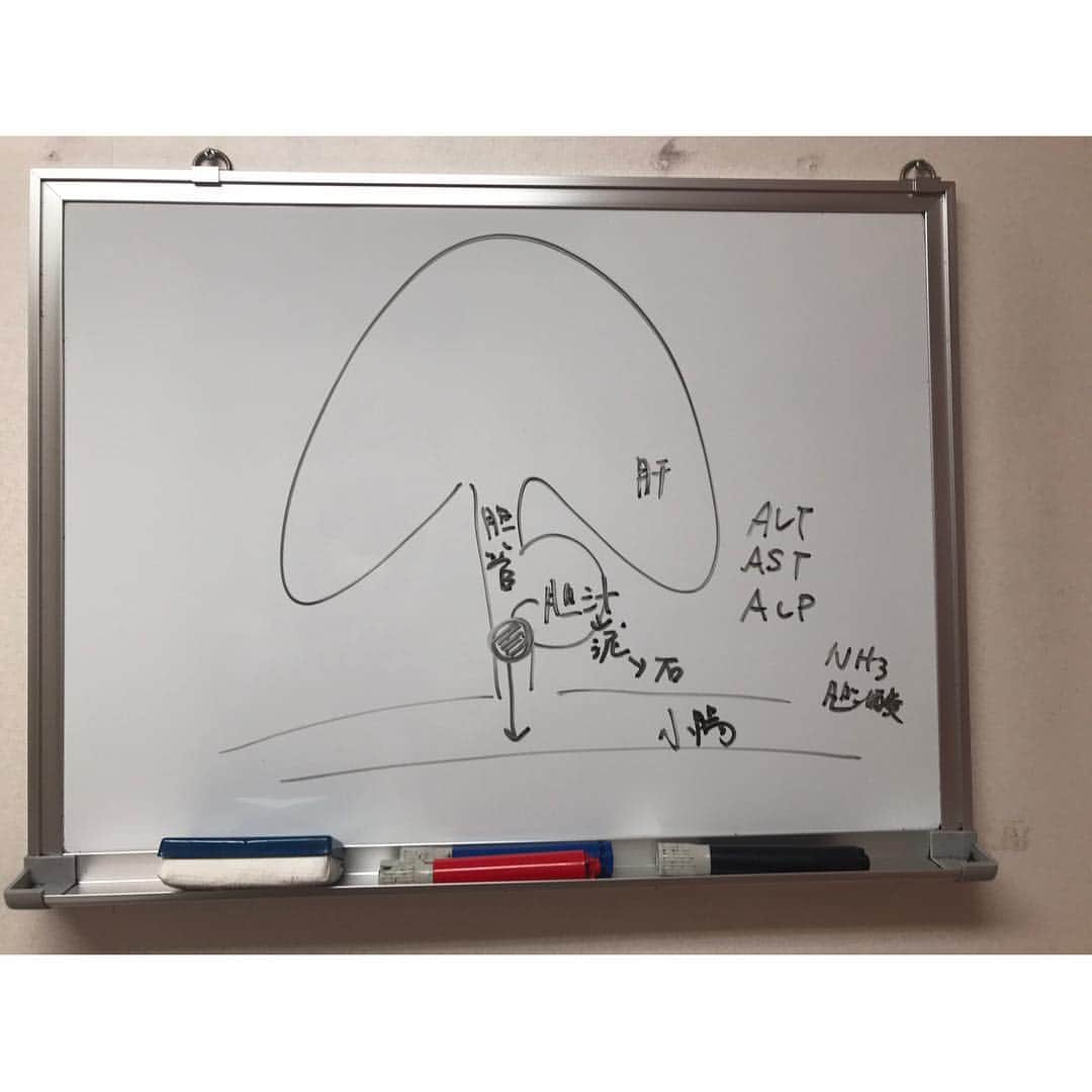 本田裕子さんのインスタグラム写真 - (本田裕子Instagram)「今回のまりん🐶のこと、現状とこれからのことについての忘備録とシェア♬  昨日はまりんの容態次第で一緒に帰れるか⁈ 入院延長になるか⁈ 通院になるか⁈ だったのですが、昨日一緒に帰って来れました🙏 （もしも入院延泊になった場合のために持参したウサちゃん🐰も一緒に。&まりん、帰りの🚕で安心して寝てました☺️♡） 体調はだいぶ回復したとのことで、&神奈川の病院の理念として「飼い主と一緒にいることがワンコも安心して回復力や治癒力が高まる」ということで、その考えにわたし自身も深く賛同して一緒に帰って来ました🐶  又、今回はステロイドや何かの薬などを投与したり特別な治療をした訳ではなく、点滴のみだったそうです。（ご飯も食べて、流動食もしなかったそう。） 又さらに詳しい結果が 約1週間後に出るとのことで（正常値の10倍以上あった “総担汁酸”も含め）、来週また診察に行くことに。  まず、「肝性シャント（門脈シャント）」に関しては、まだ疑いがあるものの、エコーやレントゲンでは発見されておらず、（エコーで胆嚢の状態が良くない という別の新しい症状が見つかりました）、正確に明確に分かるにはCT検査になるとのことで、CT検査もそれなりの費用がかかるので飼い主さんの意向もありますし、しばらくは内的な治療で様子を見ていきましょう！ということでした。  なので、わたしの意向を（まりんはまだ若いから、もし門脈シャントだった場合、進行&悪化するということなので、ずっと疑いを持った状態のまま 内的な治療のみを続けるという形ではなく、CT検査を希望。そのCT検査の際に必要な全身麻酔が受けられる状態なのか、詳しく検査していただいて、全身麻酔が受けられる状態まで体力の回復に努めていきたいと）お伝えしました。  まりんの今の状態は、普段が元気なおてんばちゃんなので、それを基準にすると20%〜30%くらいではありますが、あの意識が朦朧した状態や痙攣、とても辛そうだったり、何しても無反応でボーっとしたり、フラフラしか歩けない状態からは回復しているので（体力が心配だったのと、脳神経に何か障害が残らないか心配だったので😢）とりあえずは本当にホッとしています🙏 …… （昨日わたしと会ったとき、聞いたことない声をあげて物凄い喜んでいて🐶脳の方も大丈夫そう！！ また帰宅後に少し⚽️や🐰を咥えて元気な姿を見せてくれました❣️） ただ、またご飯を食べなくて…💧 （昨日お薬やサプリメント、ロイヤルカナンの肝臓サポートの缶詰めをいただき）  缶詰め1回30グラム→を1日4回あげて（それ以外はオヤツもガムも全て🆖）とのことで、 昨日の朝は食べたから→帰宅後、19時、23時と3回あげてくださいとのことだったけど、また一口も食べていないです(･･;) あと、昨日の夕方にかかりつけの先生から電話をいただき、↑上記のことを全てお伝えしたら、まりんが普段よく食べていたブランドの缶詰めも肝臓サポート用のものがあるらしく、「もし19時のロイヤルカナンも食べないのなら、神奈川の病院に電話して違うブランドの肝臓サポートの缶詰めを、まりんの食欲があるかないかを見る為にあげてみていいか聞いてみてください」とのことで、神奈川の病院に電話したら「19時にもう一度ロイヤルカナンを30グラムあげること。それでも食べなかった場合はそうしてOK。どうだったか電話で報告。昨日に関しては24時間ずっと点滴をしていたので最悪食べなくても大丈夫で、その場合は翌日また通院で点滴に&急変があればいつでも連絡ください」ということでしたので、かかりつけの先生のところに缶詰めをもらいに行き、30分くらい話して帰ってきました。  神奈川の病院では、まりんは慣れない環境や緊張していたのもあり、意識とかもハッキリしてたみたいだけど、かかりつけの先生は まりんの酷かった状態を見ているので、やはり「何かあると思います」っておっしゃっていました。 …… ということで、焦る訳ではなく、まずCT検査に向けての検査を進め、体力回復と体調管理をしてしっかりと向き合っていこうと思っています。  そんなこんなで、わたしも知らないうちに緊張していたのか、まりんにご飯をあげる時間だけは驚くほどピッタリに目が覚めていたのですが、それ以外は死人のようにリビングで寝ていて・・😴 2時間ほど前に一瞬、目が覚めて、そのままリビングで寝落ちし、こんな時間に(^◇^;) 皆さまからのお祈りや応援や情報をはじめ、あたたかい御気持ち等をいただきまして、 本当どんなに力になったことか🙏ヽ(；▽；)💗 心から ありがとうございます✨  母も娘もこれから新たなスタートです！ ……」4月18日 6時10分 - rinrin_yuko