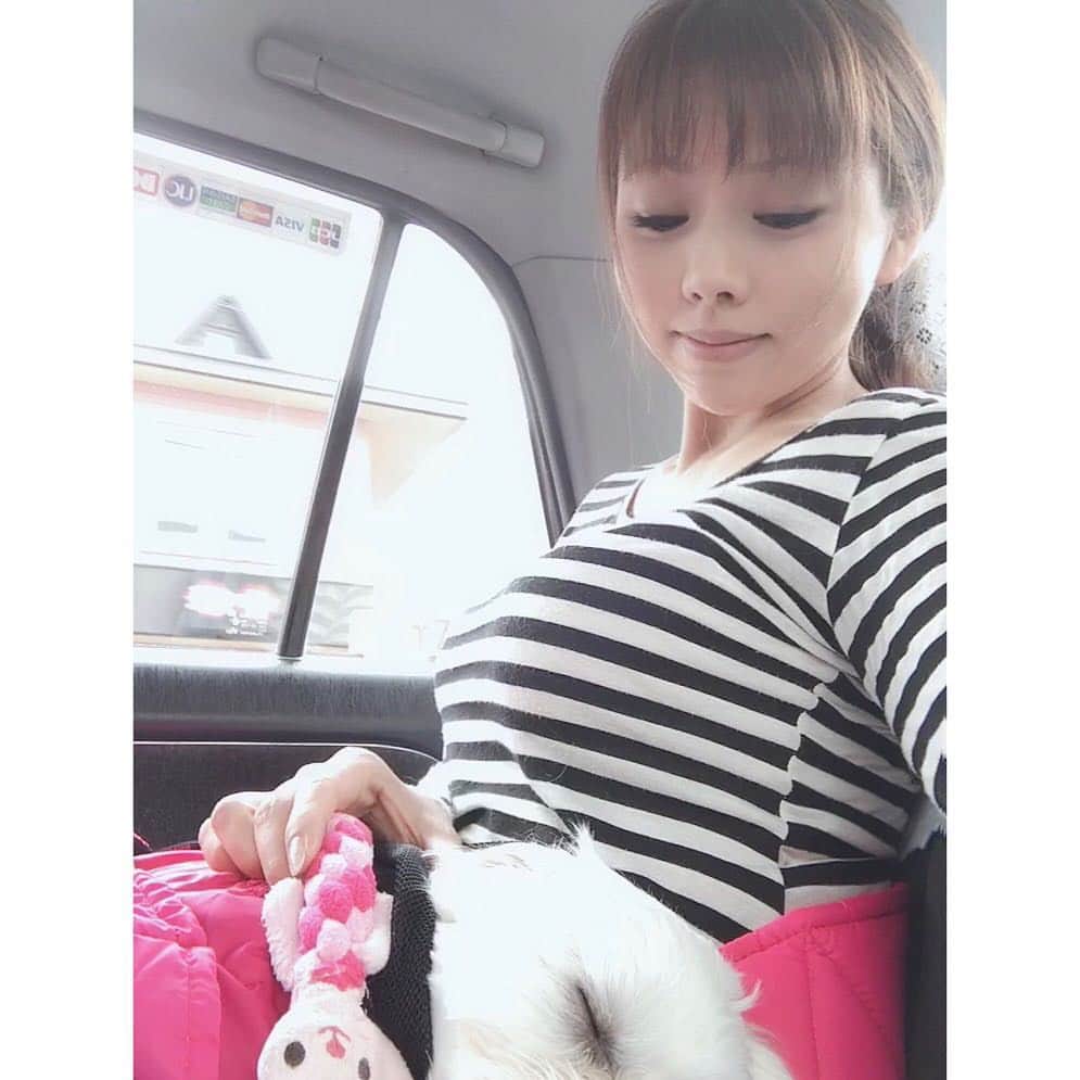 本田裕子さんのインスタグラム写真 - (本田裕子Instagram)「今回のまりん🐶のこと、現状とこれからのことについての忘備録とシェア♬  昨日はまりんの容態次第で一緒に帰れるか⁈ 入院延長になるか⁈ 通院になるか⁈ だったのですが、昨日一緒に帰って来れました🙏 （もしも入院延泊になった場合のために持参したウサちゃん🐰も一緒に。&まりん、帰りの🚕で安心して寝てました☺️♡） 体調はだいぶ回復したとのことで、&神奈川の病院の理念として「飼い主と一緒にいることがワンコも安心して回復力や治癒力が高まる」ということで、その考えにわたし自身も深く賛同して一緒に帰って来ました🐶  又、今回はステロイドや何かの薬などを投与したり特別な治療をした訳ではなく、点滴のみだったそうです。（ご飯も食べて、流動食もしなかったそう。） 又さらに詳しい結果が 約1週間後に出るとのことで（正常値の10倍以上あった “総担汁酸”も含め）、来週また診察に行くことに。  まず、「肝性シャント（門脈シャント）」に関しては、まだ疑いがあるものの、エコーやレントゲンでは発見されておらず、（エコーで胆嚢の状態が良くない という別の新しい症状が見つかりました）、正確に明確に分かるにはCT検査になるとのことで、CT検査もそれなりの費用がかかるので飼い主さんの意向もありますし、しばらくは内的な治療で様子を見ていきましょう！ということでした。  なので、わたしの意向を（まりんはまだ若いから、もし門脈シャントだった場合、進行&悪化するということなので、ずっと疑いを持った状態のまま 内的な治療のみを続けるという形ではなく、CT検査を希望。そのCT検査の際に必要な全身麻酔が受けられる状態なのか、詳しく検査していただいて、全身麻酔が受けられる状態まで体力の回復に努めていきたいと）お伝えしました。  まりんの今の状態は、普段が元気なおてんばちゃんなので、それを基準にすると20%〜30%くらいではありますが、あの意識が朦朧した状態や痙攣、とても辛そうだったり、何しても無反応でボーっとしたり、フラフラしか歩けない状態からは回復しているので（体力が心配だったのと、脳神経に何か障害が残らないか心配だったので😢）とりあえずは本当にホッとしています🙏 …… （昨日わたしと会ったとき、聞いたことない声をあげて物凄い喜んでいて🐶脳の方も大丈夫そう！！ また帰宅後に少し⚽️や🐰を咥えて元気な姿を見せてくれました❣️） ただ、またご飯を食べなくて…💧 （昨日お薬やサプリメント、ロイヤルカナンの肝臓サポートの缶詰めをいただき）  缶詰め1回30グラム→を1日4回あげて（それ以外はオヤツもガムも全て🆖）とのことで、 昨日の朝は食べたから→帰宅後、19時、23時と3回あげてくださいとのことだったけど、また一口も食べていないです(･･;) あと、昨日の夕方にかかりつけの先生から電話をいただき、↑上記のことを全てお伝えしたら、まりんが普段よく食べていたブランドの缶詰めも肝臓サポート用のものがあるらしく、「もし19時のロイヤルカナンも食べないのなら、神奈川の病院に電話して違うブランドの肝臓サポートの缶詰めを、まりんの食欲があるかないかを見る為にあげてみていいか聞いてみてください」とのことで、神奈川の病院に電話したら「19時にもう一度ロイヤルカナンを30グラムあげること。それでも食べなかった場合はそうしてOK。どうだったか電話で報告。昨日に関しては24時間ずっと点滴をしていたので最悪食べなくても大丈夫で、その場合は翌日また通院で点滴に&急変があればいつでも連絡ください」ということでしたので、かかりつけの先生のところに缶詰めをもらいに行き、30分くらい話して帰ってきました。  神奈川の病院では、まりんは慣れない環境や緊張していたのもあり、意識とかもハッキリしてたみたいだけど、かかりつけの先生は まりんの酷かった状態を見ているので、やはり「何かあると思います」っておっしゃっていました。 …… ということで、焦る訳ではなく、まずCT検査に向けての検査を進め、体力回復と体調管理をしてしっかりと向き合っていこうと思っています。  そんなこんなで、わたしも知らないうちに緊張していたのか、まりんにご飯をあげる時間だけは驚くほどピッタリに目が覚めていたのですが、それ以外は死人のようにリビングで寝ていて・・😴 2時間ほど前に一瞬、目が覚めて、そのままリビングで寝落ちし、こんな時間に(^◇^;) 皆さまからのお祈りや応援や情報をはじめ、あたたかい御気持ち等をいただきまして、 本当どんなに力になったことか🙏ヽ(；▽；)💗 心から ありがとうございます✨  母も娘もこれから新たなスタートです！ ……」4月18日 6時10分 - rinrin_yuko