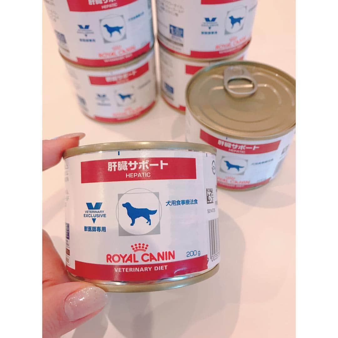 本田裕子さんのインスタグラム写真 - (本田裕子Instagram)「今回のまりん🐶のこと、現状とこれからのことについての忘備録とシェア♬  昨日はまりんの容態次第で一緒に帰れるか⁈ 入院延長になるか⁈ 通院になるか⁈ だったのですが、昨日一緒に帰って来れました🙏 （もしも入院延泊になった場合のために持参したウサちゃん🐰も一緒に。&まりん、帰りの🚕で安心して寝てました☺️♡） 体調はだいぶ回復したとのことで、&神奈川の病院の理念として「飼い主と一緒にいることがワンコも安心して回復力や治癒力が高まる」ということで、その考えにわたし自身も深く賛同して一緒に帰って来ました🐶  又、今回はステロイドや何かの薬などを投与したり特別な治療をした訳ではなく、点滴のみだったそうです。（ご飯も食べて、流動食もしなかったそう。） 又さらに詳しい結果が 約1週間後に出るとのことで（正常値の10倍以上あった “総担汁酸”も含め）、来週また診察に行くことに。  まず、「肝性シャント（門脈シャント）」に関しては、まだ疑いがあるものの、エコーやレントゲンでは発見されておらず、（エコーで胆嚢の状態が良くない という別の新しい症状が見つかりました）、正確に明確に分かるにはCT検査になるとのことで、CT検査もそれなりの費用がかかるので飼い主さんの意向もありますし、しばらくは内的な治療で様子を見ていきましょう！ということでした。  なので、わたしの意向を（まりんはまだ若いから、もし門脈シャントだった場合、進行&悪化するということなので、ずっと疑いを持った状態のまま 内的な治療のみを続けるという形ではなく、CT検査を希望。そのCT検査の際に必要な全身麻酔が受けられる状態なのか、詳しく検査していただいて、全身麻酔が受けられる状態まで体力の回復に努めていきたいと）お伝えしました。  まりんの今の状態は、普段が元気なおてんばちゃんなので、それを基準にすると20%〜30%くらいではありますが、あの意識が朦朧した状態や痙攣、とても辛そうだったり、何しても無反応でボーっとしたり、フラフラしか歩けない状態からは回復しているので（体力が心配だったのと、脳神経に何か障害が残らないか心配だったので😢）とりあえずは本当にホッとしています🙏 …… （昨日わたしと会ったとき、聞いたことない声をあげて物凄い喜んでいて🐶脳の方も大丈夫そう！！ また帰宅後に少し⚽️や🐰を咥えて元気な姿を見せてくれました❣️） ただ、またご飯を食べなくて…💧 （昨日お薬やサプリメント、ロイヤルカナンの肝臓サポートの缶詰めをいただき）  缶詰め1回30グラム→を1日4回あげて（それ以外はオヤツもガムも全て🆖）とのことで、 昨日の朝は食べたから→帰宅後、19時、23時と3回あげてくださいとのことだったけど、また一口も食べていないです(･･;) あと、昨日の夕方にかかりつけの先生から電話をいただき、↑上記のことを全てお伝えしたら、まりんが普段よく食べていたブランドの缶詰めも肝臓サポート用のものがあるらしく、「もし19時のロイヤルカナンも食べないのなら、神奈川の病院に電話して違うブランドの肝臓サポートの缶詰めを、まりんの食欲があるかないかを見る為にあげてみていいか聞いてみてください」とのことで、神奈川の病院に電話したら「19時にもう一度ロイヤルカナンを30グラムあげること。それでも食べなかった場合はそうしてOK。どうだったか電話で報告。昨日に関しては24時間ずっと点滴をしていたので最悪食べなくても大丈夫で、その場合は翌日また通院で点滴に&急変があればいつでも連絡ください」ということでしたので、かかりつけの先生のところに缶詰めをもらいに行き、30分くらい話して帰ってきました。  神奈川の病院では、まりんは慣れない環境や緊張していたのもあり、意識とかもハッキリしてたみたいだけど、かかりつけの先生は まりんの酷かった状態を見ているので、やはり「何かあると思います」っておっしゃっていました。 …… ということで、焦る訳ではなく、まずCT検査に向けての検査を進め、体力回復と体調管理をしてしっかりと向き合っていこうと思っています。  そんなこんなで、わたしも知らないうちに緊張していたのか、まりんにご飯をあげる時間だけは驚くほどピッタリに目が覚めていたのですが、それ以外は死人のようにリビングで寝ていて・・😴 2時間ほど前に一瞬、目が覚めて、そのままリビングで寝落ちし、こんな時間に(^◇^;) 皆さまからのお祈りや応援や情報をはじめ、あたたかい御気持ち等をいただきまして、 本当どんなに力になったことか🙏ヽ(；▽；)💗 心から ありがとうございます✨  母も娘もこれから新たなスタートです！ ……」4月18日 6時10分 - rinrin_yuko