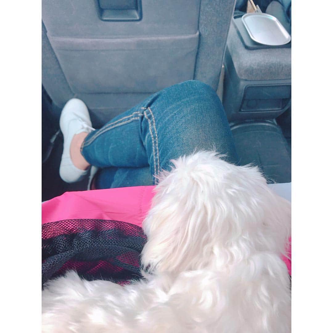 本田裕子さんのインスタグラム写真 - (本田裕子Instagram)「今回のまりん🐶のこと、現状とこれからのことについての忘備録とシェア♬  昨日はまりんの容態次第で一緒に帰れるか⁈ 入院延長になるか⁈ 通院になるか⁈ だったのですが、昨日一緒に帰って来れました🙏 （もしも入院延泊になった場合のために持参したウサちゃん🐰も一緒に。&まりん、帰りの🚕で安心して寝てました☺️♡） 体調はだいぶ回復したとのことで、&神奈川の病院の理念として「飼い主と一緒にいることがワンコも安心して回復力や治癒力が高まる」ということで、その考えにわたし自身も深く賛同して一緒に帰って来ました🐶  又、今回はステロイドや何かの薬などを投与したり特別な治療をした訳ではなく、点滴のみだったそうです。（ご飯も食べて、流動食もしなかったそう。） 又さらに詳しい結果が 約1週間後に出るとのことで（正常値の10倍以上あった “総担汁酸”も含め）、来週また診察に行くことに。  まず、「肝性シャント（門脈シャント）」に関しては、まだ疑いがあるものの、エコーやレントゲンでは発見されておらず、（エコーで胆嚢の状態が良くない という別の新しい症状が見つかりました）、正確に明確に分かるにはCT検査になるとのことで、CT検査もそれなりの費用がかかるので飼い主さんの意向もありますし、しばらくは内的な治療で様子を見ていきましょう！ということでした。  なので、わたしの意向を（まりんはまだ若いから、もし門脈シャントだった場合、進行&悪化するということなので、ずっと疑いを持った状態のまま 内的な治療のみを続けるという形ではなく、CT検査を希望。そのCT検査の際に必要な全身麻酔が受けられる状態なのか、詳しく検査していただいて、全身麻酔が受けられる状態まで体力の回復に努めていきたいと）お伝えしました。  まりんの今の状態は、普段が元気なおてんばちゃんなので、それを基準にすると20%〜30%くらいではありますが、あの意識が朦朧した状態や痙攣、とても辛そうだったり、何しても無反応でボーっとしたり、フラフラしか歩けない状態からは回復しているので（体力が心配だったのと、脳神経に何か障害が残らないか心配だったので😢）とりあえずは本当にホッとしています🙏 …… （昨日わたしと会ったとき、聞いたことない声をあげて物凄い喜んでいて🐶脳の方も大丈夫そう！！ また帰宅後に少し⚽️や🐰を咥えて元気な姿を見せてくれました❣️） ただ、またご飯を食べなくて…💧 （昨日お薬やサプリメント、ロイヤルカナンの肝臓サポートの缶詰めをいただき）  缶詰め1回30グラム→を1日4回あげて（それ以外はオヤツもガムも全て🆖）とのことで、 昨日の朝は食べたから→帰宅後、19時、23時と3回あげてくださいとのことだったけど、また一口も食べていないです(･･;) あと、昨日の夕方にかかりつけの先生から電話をいただき、↑上記のことを全てお伝えしたら、まりんが普段よく食べていたブランドの缶詰めも肝臓サポート用のものがあるらしく、「もし19時のロイヤルカナンも食べないのなら、神奈川の病院に電話して違うブランドの肝臓サポートの缶詰めを、まりんの食欲があるかないかを見る為にあげてみていいか聞いてみてください」とのことで、神奈川の病院に電話したら「19時にもう一度ロイヤルカナンを30グラムあげること。それでも食べなかった場合はそうしてOK。どうだったか電話で報告。昨日に関しては24時間ずっと点滴をしていたので最悪食べなくても大丈夫で、その場合は翌日また通院で点滴に&急変があればいつでも連絡ください」ということでしたので、かかりつけの先生のところに缶詰めをもらいに行き、30分くらい話して帰ってきました。  神奈川の病院では、まりんは慣れない環境や緊張していたのもあり、意識とかもハッキリしてたみたいだけど、かかりつけの先生は まりんの酷かった状態を見ているので、やはり「何かあると思います」っておっしゃっていました。 …… ということで、焦る訳ではなく、まずCT検査に向けての検査を進め、体力回復と体調管理をしてしっかりと向き合っていこうと思っています。  そんなこんなで、わたしも知らないうちに緊張していたのか、まりんにご飯をあげる時間だけは驚くほどピッタリに目が覚めていたのですが、それ以外は死人のようにリビングで寝ていて・・😴 2時間ほど前に一瞬、目が覚めて、そのままリビングで寝落ちし、こんな時間に(^◇^;) 皆さまからのお祈りや応援や情報をはじめ、あたたかい御気持ち等をいただきまして、 本当どんなに力になったことか🙏ヽ(；▽；)💗 心から ありがとうございます✨  母も娘もこれから新たなスタートです！ ……」4月18日 6時10分 - rinrin_yuko