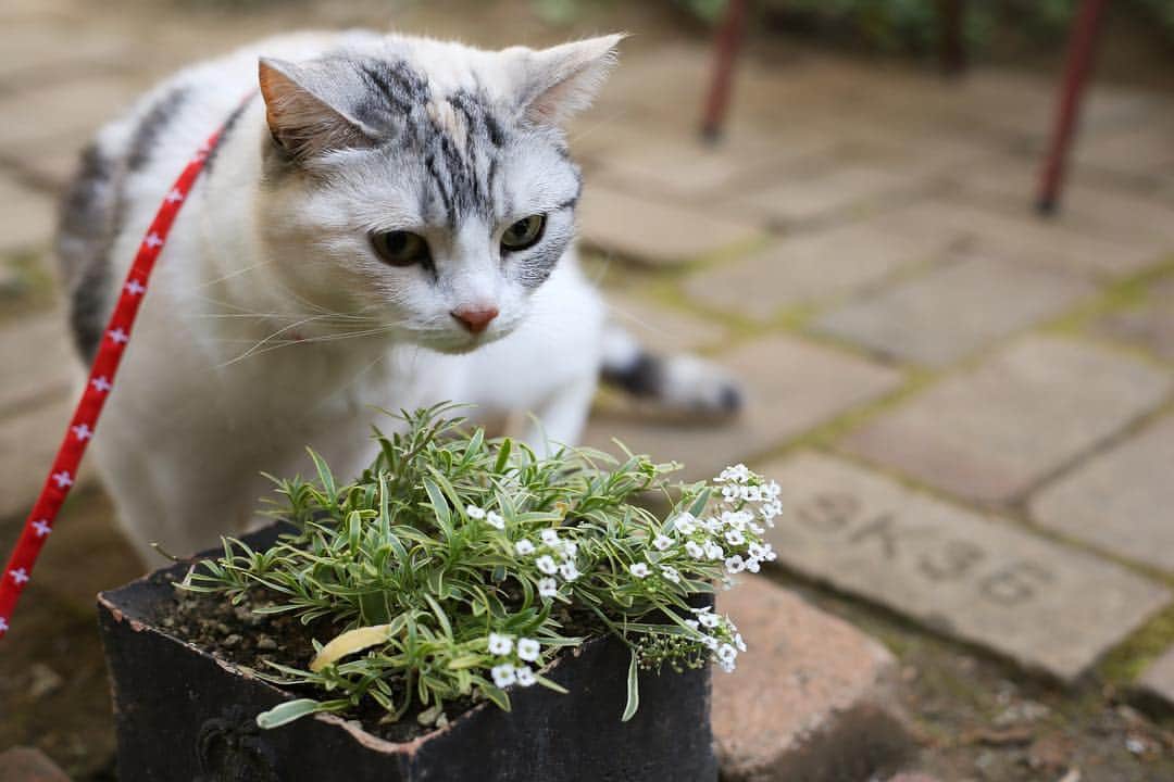 Natsukiのインスタグラム：「この花は…あぶらむしが好きな花にゃっ(*ΦωΦ*) #cat  #scottishfold  #flower  #猫のいる暮らし  #cafe」
