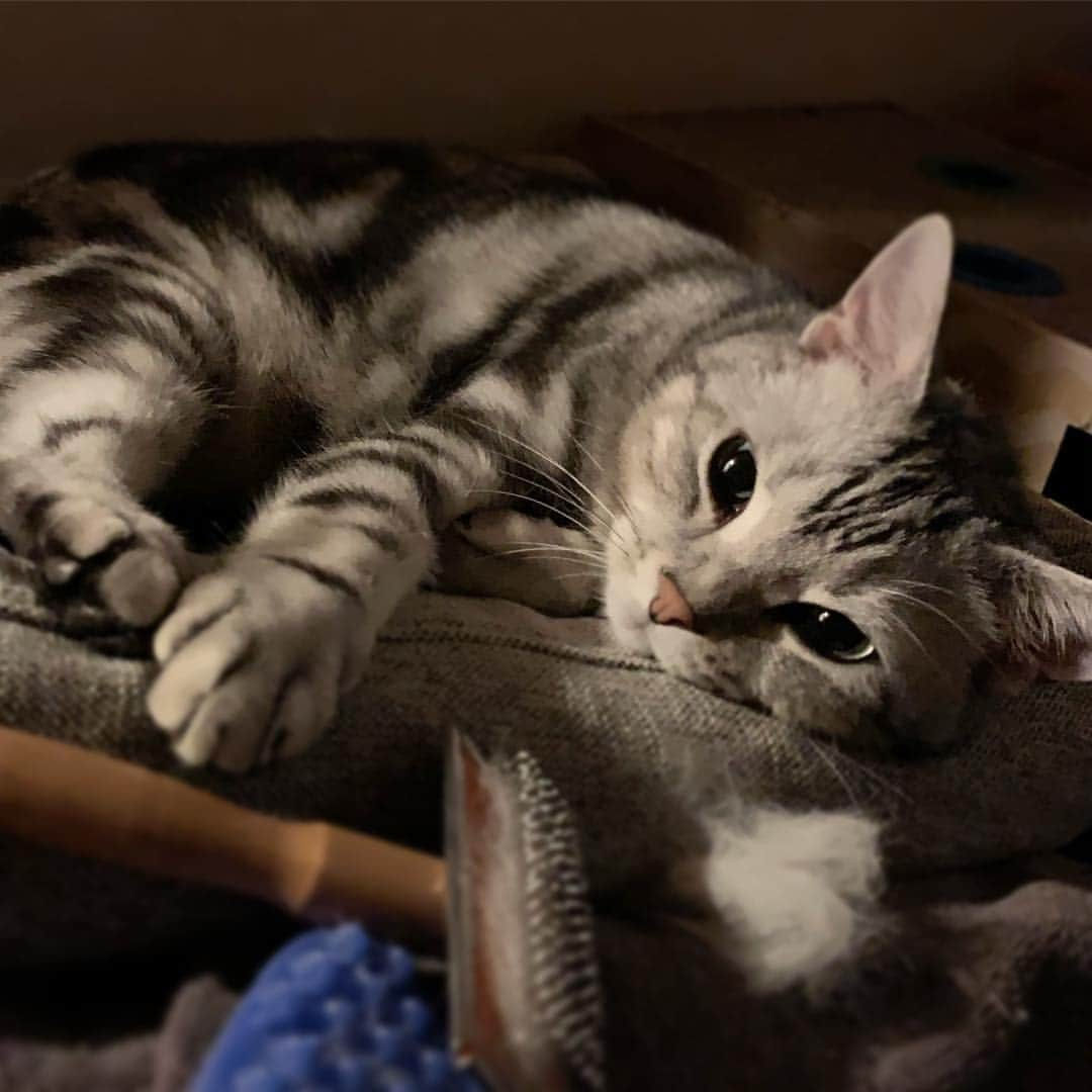 Alain アランさんのインスタグラム写真 - (Alain アランInstagram)「Good morning! Bonjour! My mom passed a comb through my fur. She says that it was endless work. * おはようございますにゃん！ ママが僕の毛のお手入れしたよ。終わらない仕事だって言ってるよ。 * #catstagram #cat_features  #topcatphoto #cutepetclub #catsofinstagram #ig_catclub #cats_of_world #meowsandwoofs #meowvswoof#nc_cuties #excellent_cats #catstocker  #bestmeow #magnificenteowdels#bestcats_oftheworld#INSTACAT_MEOWS #peco #スタペグラム#ペピ友#animalsco#mofmo#igersjp#みんねこ#ふわもこ部#アメショー#ビューティープロコンテスト @beautypro_contest #ねこにすとパネル希望」4月18日 6時30分 - alain_cat