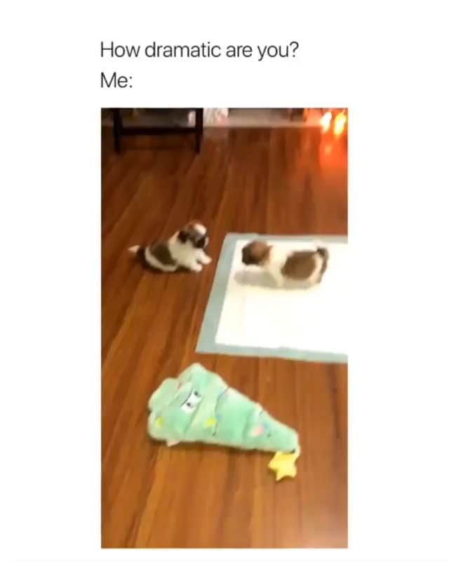 Funny Postsのインスタグラム：「••••••••••• 😂 Me, whenever my sibling touches me 💬 Video by: @laundalou 🎥 Double tap for more videos!」