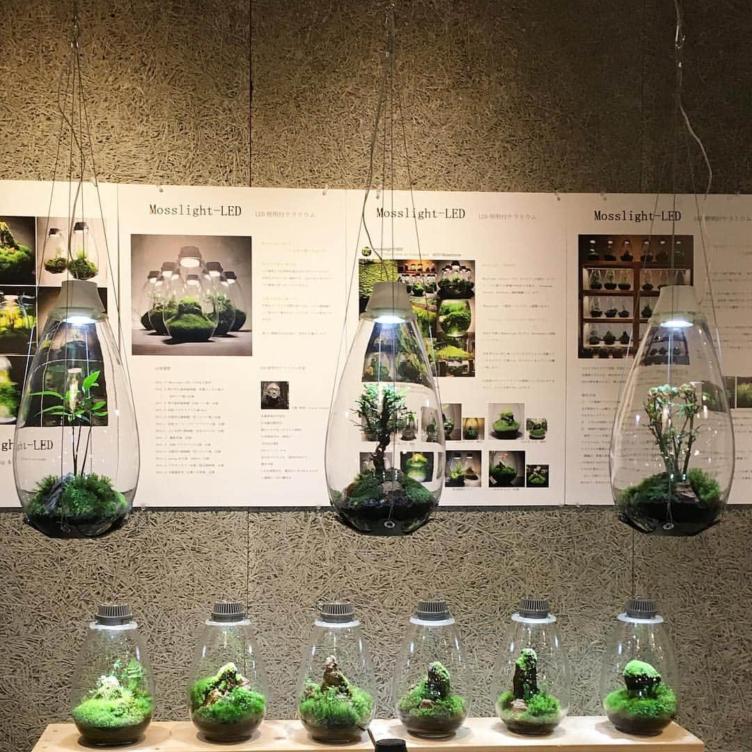 Mosslight-LEDさんのインスタグラム写真 - (Mosslight-LEDInstagram)「名古屋体験型植物イベント NABOLO  日程:4月12日〜21日 場所:グローバルゲート3F garage名古屋店 @feelthegarden  nabolo.site  #NABOLO #グローバルゲート #garage名古屋 #mosslight#モスライト#苔#コケ#mossy#mossa#moss#terrarium #テラリウム#indoorgreen#plants#コケテラリウム#mossterrarium#mossarium#照明器具#lightingfixture#コケあかり#LED照明付テラリウム#パルダリウム#paludarium#インドアグリーン#照明デザイン#mosslightled」4月18日 6時27分 - mosslight1955