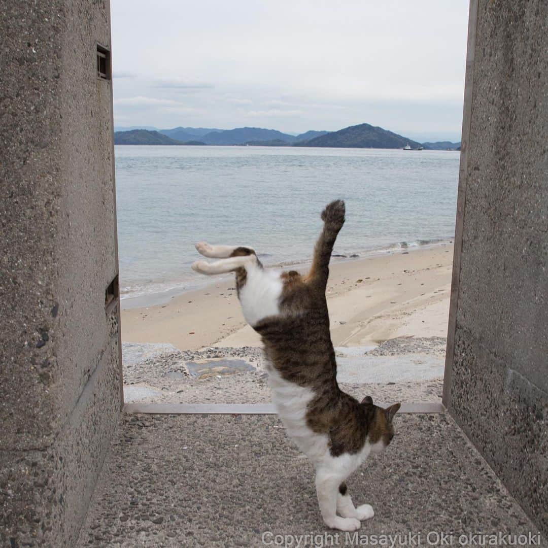 Masayukiさんのインスタグラム写真 - (MasayukiInstagram)「着地。  #cat #ねこ」4月18日 16時26分 - okirakuoki