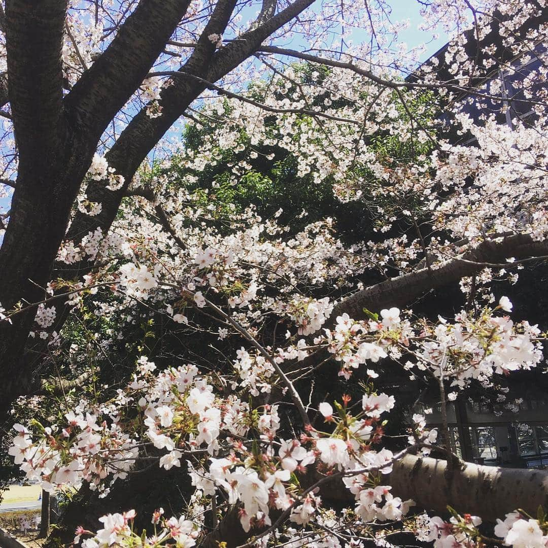 東海大学（公式）さんのインスタグラム写真 - (東海大学（公式）Instagram)「🌸SAKURA🌸﻿ ・﻿ ・﻿ もうすっかり春ですね❁✨ 新生活には慣れましたか？﻿ 長いようで短い大学4年間です😭﻿ いろんなことに楽しみながら挑戦してくださいね💕﻿ ﻿ #東海大学#湘南キャンパス#キャンパスライフ#桜」4月18日 16時38分 - tokai_univ_