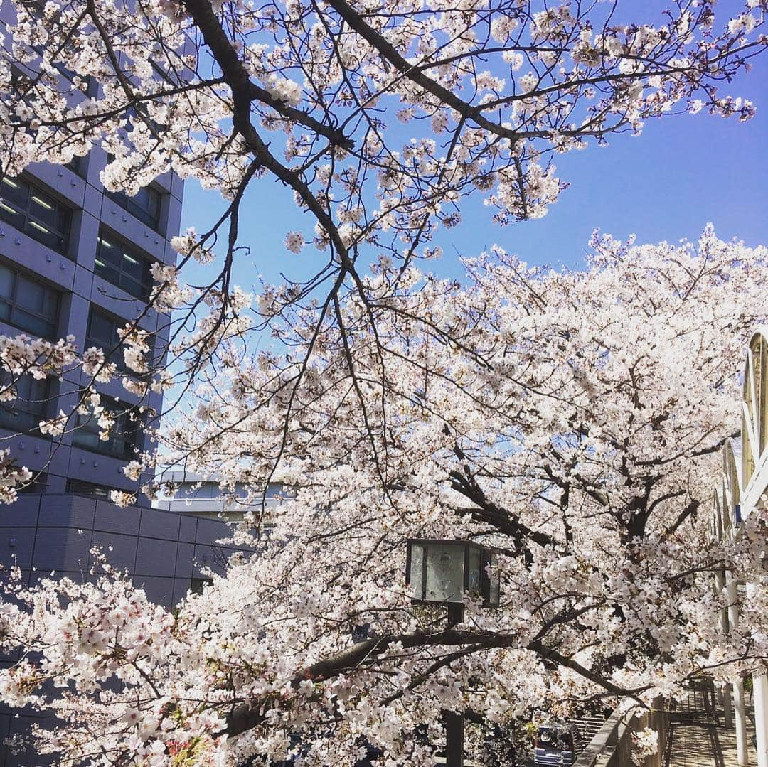 東海大学（公式）さんのインスタグラム写真 - (東海大学（公式）Instagram)「🌸SAKURA🌸﻿ ・﻿ ・﻿ もうすっかり春ですね❁✨ 新生活には慣れましたか？﻿ 長いようで短い大学4年間です😭﻿ いろんなことに楽しみながら挑戦してくださいね💕﻿ ﻿ #東海大学#湘南キャンパス#キャンパスライフ#桜」4月18日 16時38分 - tokai_univ_