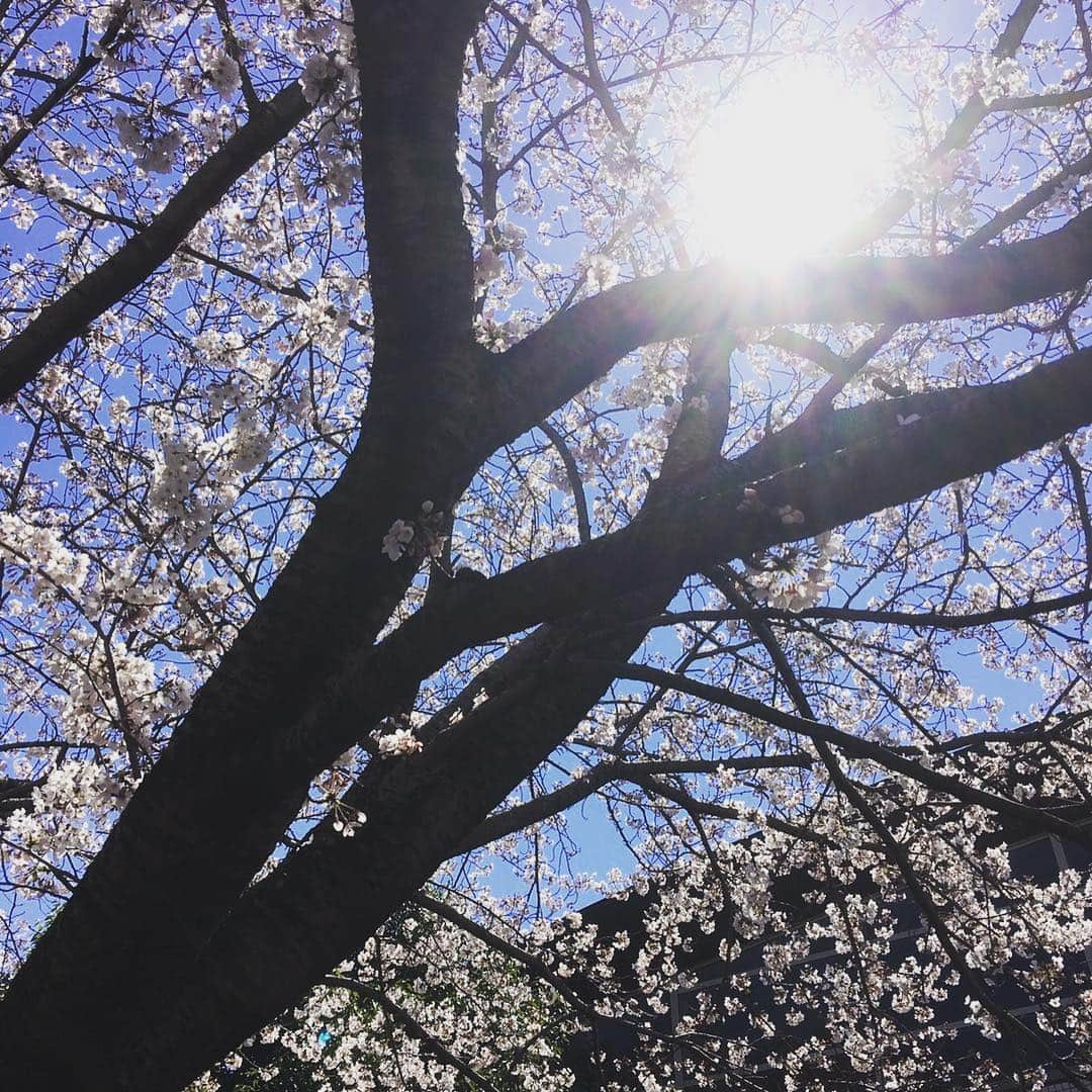 東海大学（公式）さんのインスタグラム写真 - (東海大学（公式）Instagram)「🌸SAKURA🌸﻿ ・﻿ ・﻿ もうすっかり春ですね❁✨ 新生活には慣れましたか？﻿ 長いようで短い大学4年間です😭﻿ いろんなことに楽しみながら挑戦してくださいね💕﻿ ﻿ #東海大学#湘南キャンパス#キャンパスライフ#桜」4月18日 16時38分 - tokai_univ_