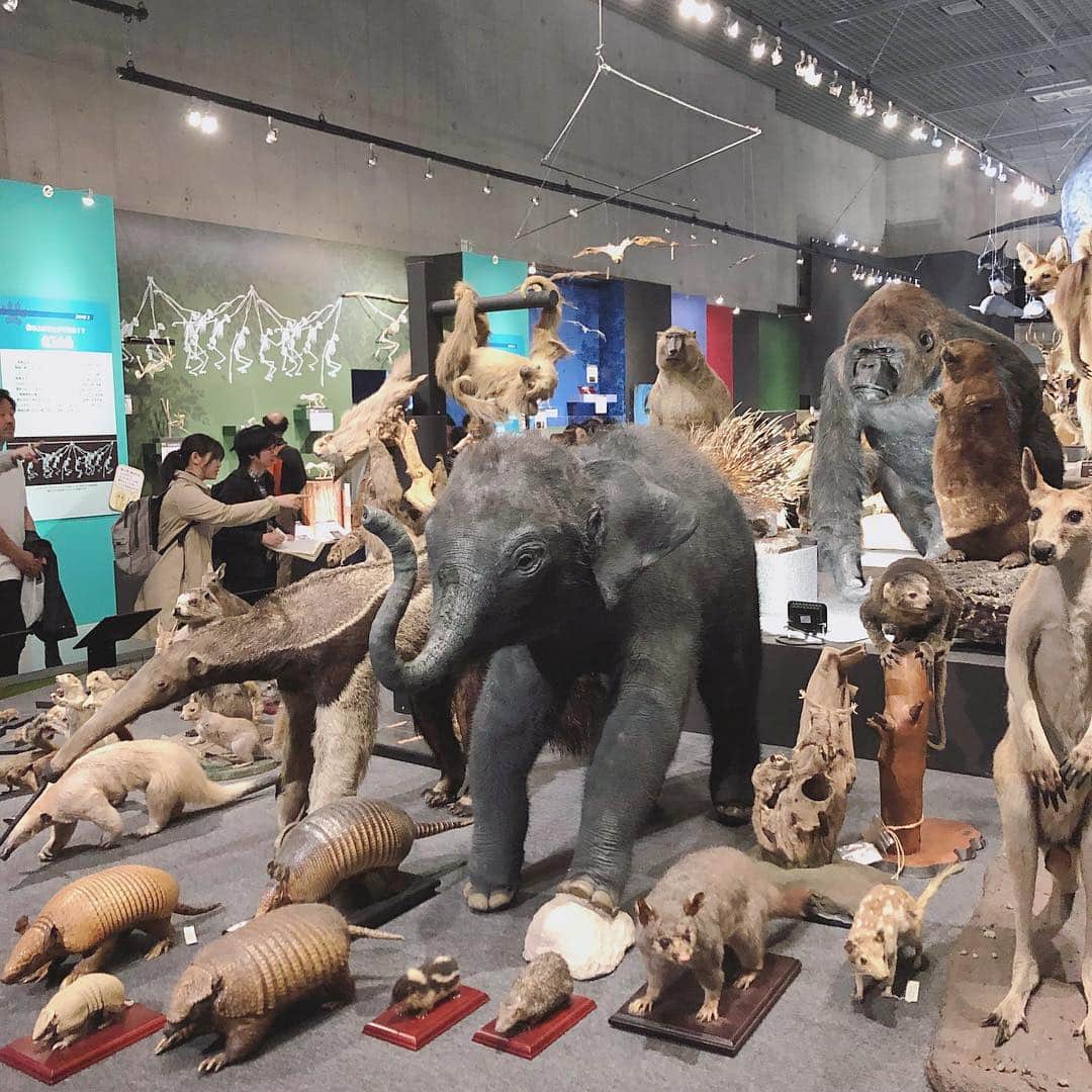 yukichi_yukiさんのインスタグラム写真 - (yukichi_yukiInstagram)「#大哺乳類展2 いってきた💓 生きとし生けるものすべてらんまるに見えてくる。#フェネック蘭丸感強め  #国立科学博物館 #上野 #東京 #上野公園」4月18日 16時47分 - yukichi_yuki