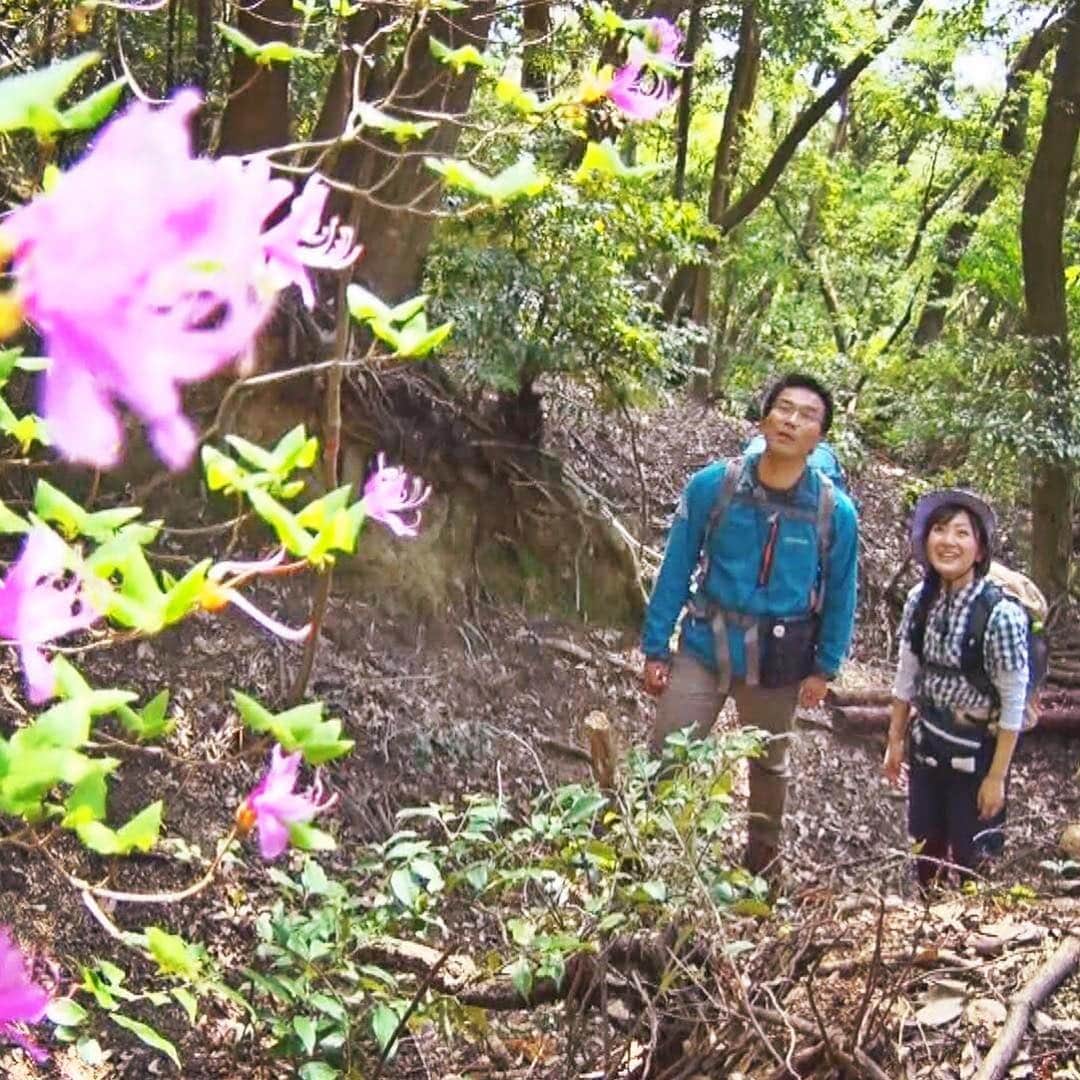 テレビ西日本「Cubetnc」さんのインスタグラム写真 - (テレビ西日本「Cubetnc」Instagram)「今年度初めての、山キューブ。 雑誌『のぼろ』の安藤さんとお伝えします！ 舞台となるのは、佐賀県鳥栖市にある 標高498ｍの城山（じょうやま）。 この時期ならではの花が咲き、 大型連休に登るのに最適な山なんです！ 放送は、あさって20日（土）あさ10時25分からです。 ぜひ、ご覧ください！  #安藤あや　#のぼろ　#登山　#山ガール #城山　#鳥栖市　#山CUBE #福岡NEWSファイルCUBE #田久保尚英　#角田華子 #テレビ西日本　#TNC」4月18日 17時10分 - cubetnc