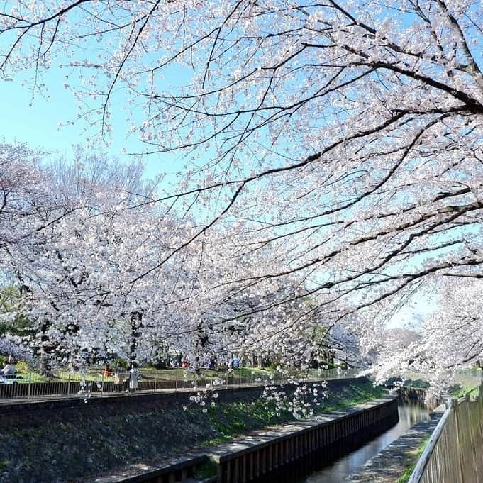 藤本つかささんのインスタグラム写真 - (藤本つかさInstagram)「今年はお花見できた！ 楽しかった🌸 大人って最高！  これからニコプロ生出演です📺  #さくら  #さくら🌸 #いつめん  #いつものメンバー  #niconico」4月18日 17時05分 - tsukka0730official