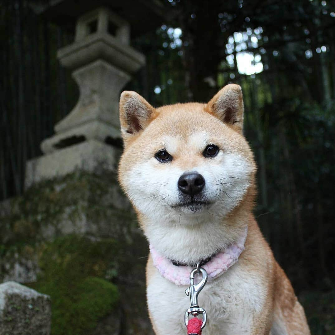 柴犬たま Shibainu Tamaさんのインスタグラム写真 - (柴犬たま Shibainu TamaInstagram)「狛犬先輩と3ショット🐶 * Caption trans🇬🇧 They took pictures with Guardian lion-dog at Shinto shrine🐶 * #柴犬たま #たママ #たま家族 #柴犬ミケ #一眼レフ #一眼レフカメラ #お散歩 #笑顔 #狛犬 #狛犬と柴犬 #かなりひし形 #柴犬 #shiba #shibainu #shibastagram #犬 #dog #多頭飼い」4月18日 17時06分 - tama7653