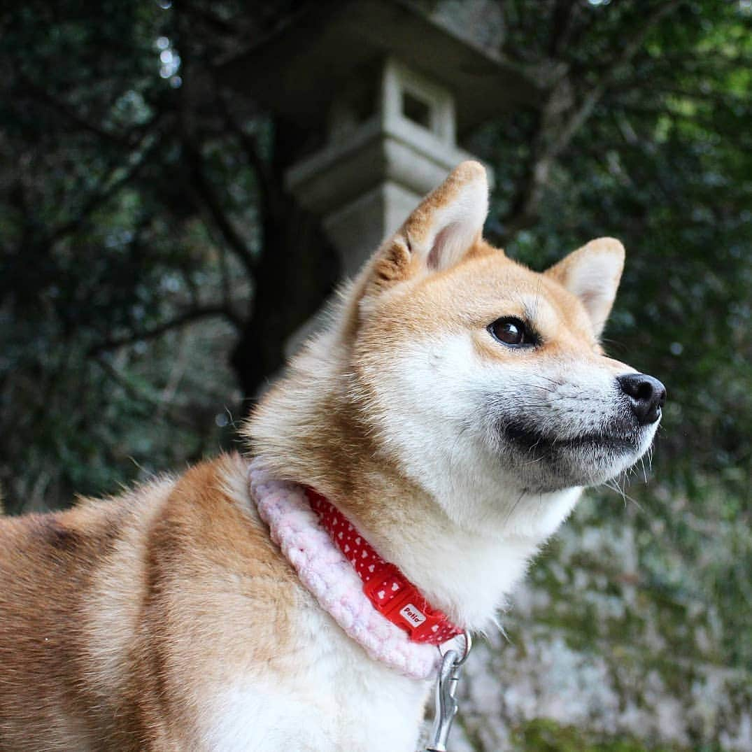 柴犬たま Shibainu Tamaさんのインスタグラム写真 - (柴犬たま Shibainu TamaInstagram)「狛犬先輩と3ショット🐶 * Caption trans🇬🇧 They took pictures with Guardian lion-dog at Shinto shrine🐶 * #柴犬たま #たママ #たま家族 #柴犬ミケ #一眼レフ #一眼レフカメラ #お散歩 #笑顔 #狛犬 #狛犬と柴犬 #かなりひし形 #柴犬 #shiba #shibainu #shibastagram #犬 #dog #多頭飼い」4月18日 17時06分 - tama7653