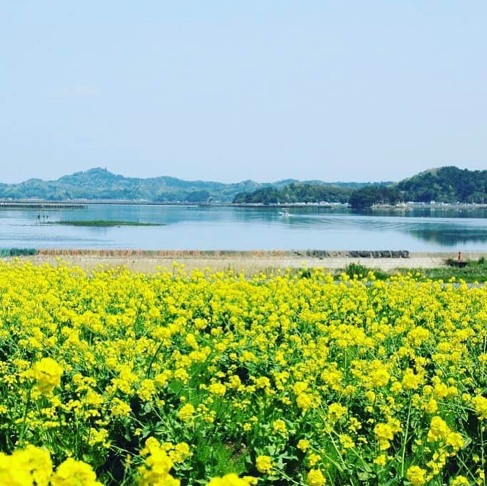 宮城県観光課さんのインスタグラム写真 - (宮城県観光課Instagram)「【さとはま縄文の里史跡公園】 東松島市宮戸のさとはま縄文の里史跡公園では、菜の花が見頃を迎えています。 昨年１０月には、トレッキング「宮城オルレ」奥松島コースがオープンしました。 自分のペースでゆっくり歩きながら、縄文の原風景に癒されてみてはいかがでしょうか。 #宮城#東松島#菜の花#花#宮城オルレ#春#旅行好きな人と繋がりたい  #japan#tohoku#miyagi#higashimatsushima#miyagiolle#flower#trip#travel」4月18日 17時07分 - miyagi_pref_kankou