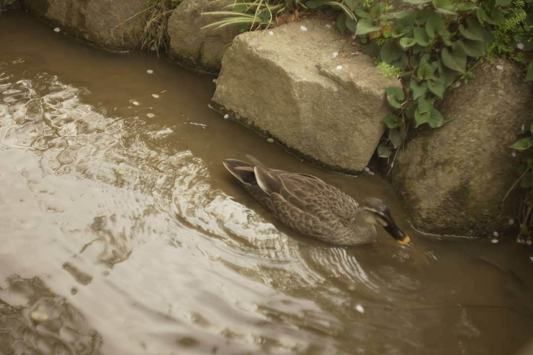 花澄さんのインスタグラム写真 - (花澄Instagram)「稽古まで少し時間があるので 途中の公園で 台本を読もうとしたら 鮮やかな黄色い花がムワッと。 知らないけど、キミ山吹だろ！ って思わず出たけど、合ってる？ 山吹いろだよね。 小川もあってカモもいて 肩には桜吹雪が。 完全に癒しスポットじゃないか。  #leica#leicam10p#summarit#summarit50#summarit50mm#oldlens#ライカ#ライカm10p#ズマリット#ズマリット50mm#オールドレンズ#tokyo#japan#oldlens_tokyo#flowers#山吹#春#花#山吹色」4月18日 17時07分 - textisan