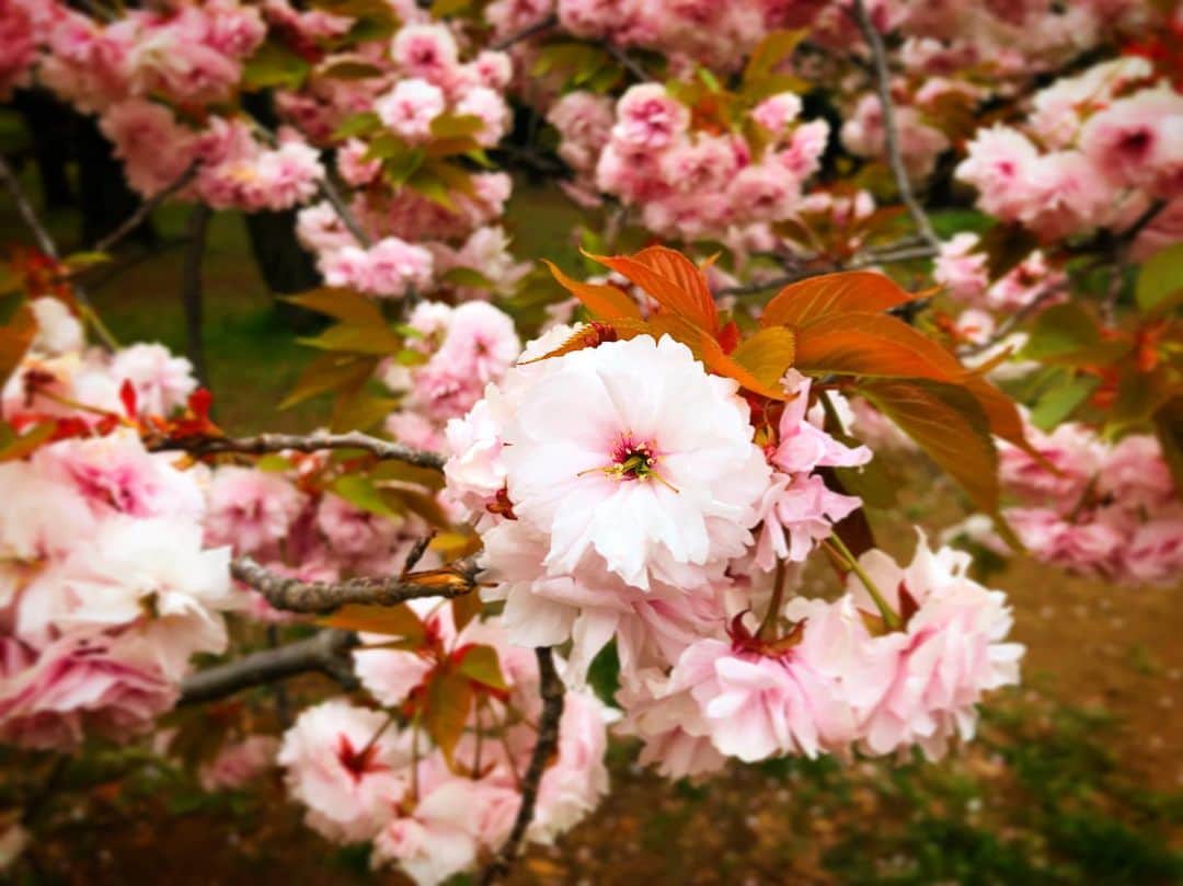 まりゑさんのインスタグラム写真 - (まりゑInstagram)「まだ春がいた🌸  #春 #日本 #2019」4月18日 17時17分 - manmarumarie