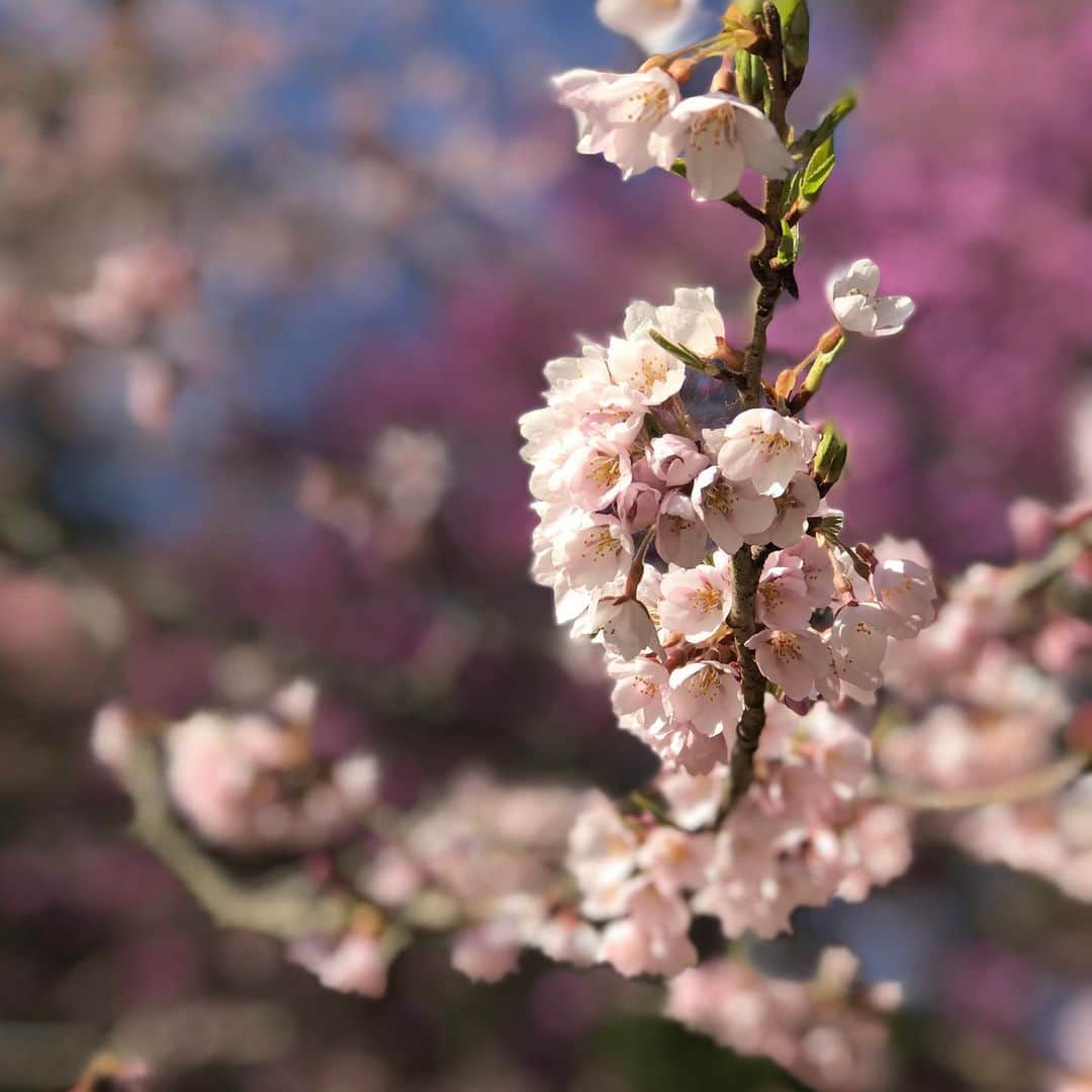 佐藤祐基さんのインスタグラム写真 - (佐藤祐基Instagram)「「道」始まりましたね。 こちらは天王桜が咲き始めました。 昭和という激動の時代を必死に懸命に生きた根来家を1年間見守ってください。 #やすらぎの刻道 #道 #根来家 #長男 #根来公一 #天王桜」4月18日 17時21分 - sa_too222