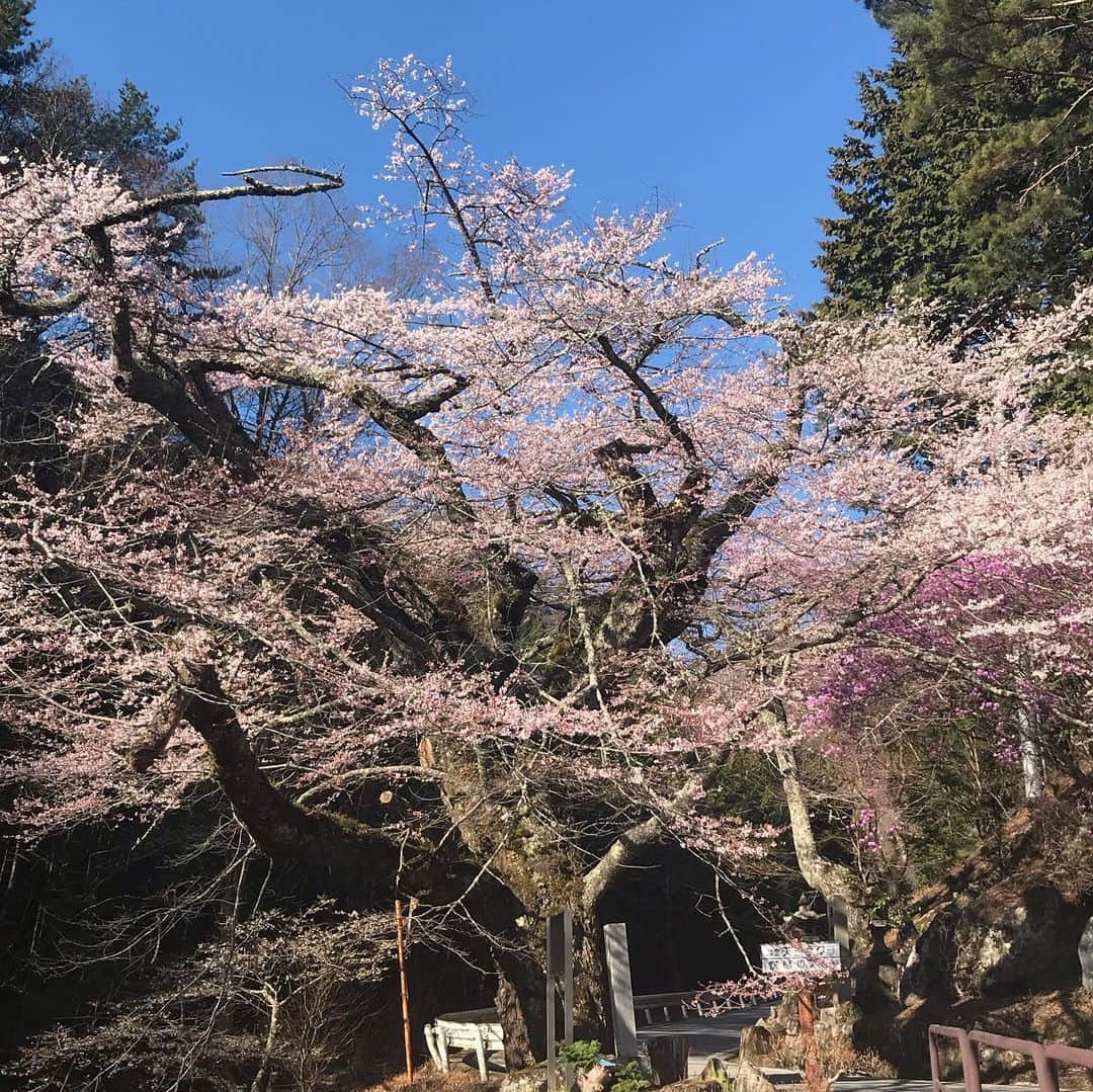 佐藤祐基さんのインスタグラム写真 - (佐藤祐基Instagram)「「道」始まりましたね。 こちらは天王桜が咲き始めました。 昭和という激動の時代を必死に懸命に生きた根来家を1年間見守ってください。 #やすらぎの刻道 #道 #根来家 #長男 #根来公一 #天王桜」4月18日 17時21分 - sa_too222