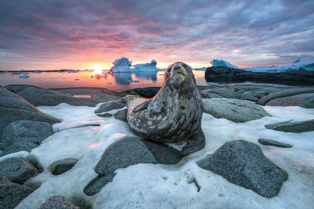 ナショナルジオグラフィックさんのインスタグラム写真 - (ナショナルジオグラフィックInstagram)「Photo by Andy Mann @andy_mann | A sleeping Weddell seal lifts its head at the right moment, providing just the foreground element I was searching for to capture this blazing Antarctic sunset. This species has the southernmost distribution of any mammal on Earth, and it was a great honor to share this moment with such a charismatic character. Shot #onassignment for @natgeo down in the Antarctic Peninsula to document the rapidly changing southern landscape. Please follow me @andy_mann for more from this magical frozen landscape.」4月18日 9時06分 - natgeo