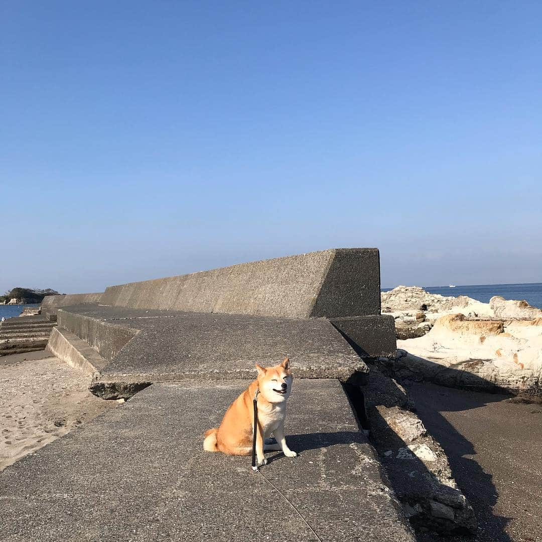 マル子さんのインスタグラム写真 - (マル子Instagram)「おはよー！ 昨日から鼻と喉が風邪気味を訴えている。 昨夜は花梨の砂糖漬けをお湯に入れて飲み、早めの漢方を飲んだ。 今朝もまだ調子悪いけどこんないい天気なので王様とあさんぽ行ってきたよ。 ゆっくり歩いて気持ちよかった〜これから寝ますw #マル子 #柴犬 #shiba」4月18日 9時16分 - tomikago