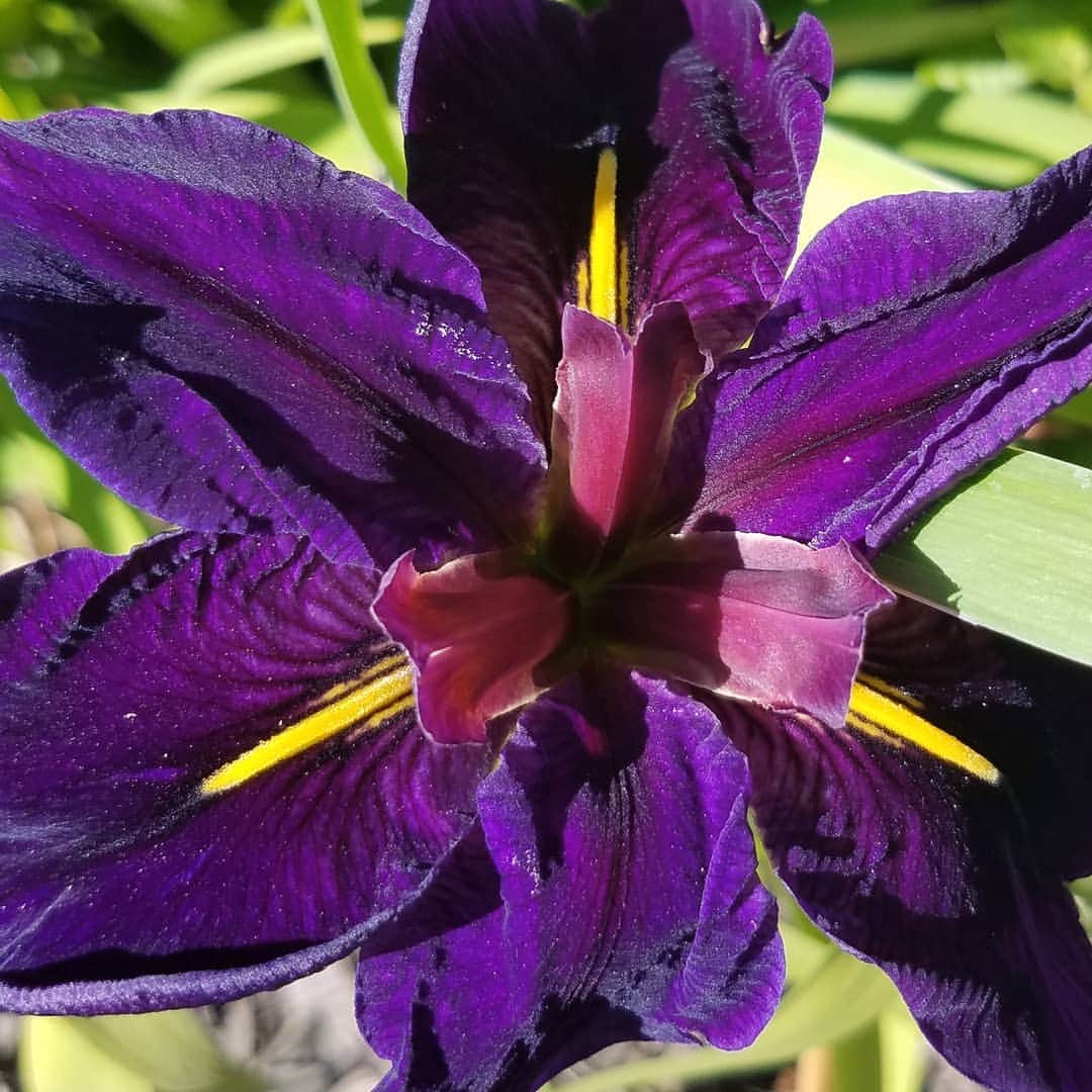 のインスタグラム：「LOUISIANA BLACK GAMECOCK IRIS HAS ARRIVED  #GASOLINEGARDEN #ILOVEGARDENS #GARDENSRULE #GARDENCHURCH #GARDENPARTY #GARDENMAGIC #AVANTGARDEN #GARDENS #GARDENGANGSTER #garden #gardenlife #GARDENER #gardentime #GARDENING #FLOWERS #FLOWERPOWER #PLANTS #SUCCULENTS #CACTUS #TREES @gasolineglamour  #GASOLINEGLAMOUR #LOUISIANABLACKGAMECOCK #BLACKGAMECOCK #IRIS  #AYEARINFLOWERS  #shadowhills  #THANKYOU  @gasolineglamour  #GASOLINEGLAMOUR」