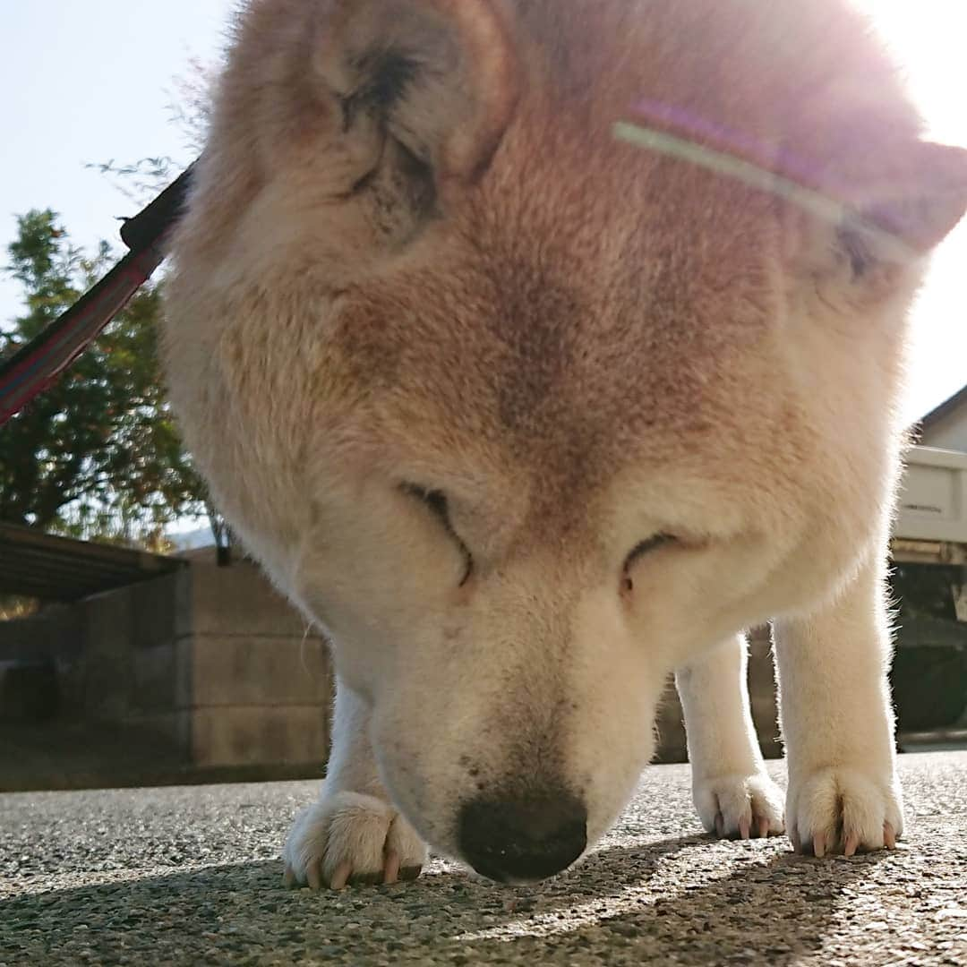 柴子さんのインスタグラム写真 - (柴子Instagram)「おはようございます！ 今朝のバボちゃん、、、柴子(仮名)さんw #柴犬　#shibainu #shibastagram」4月18日 9時39分 - senogawadogs