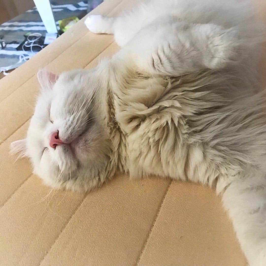 ねこさんのインスタグラム写真 - (ねこInstagram)「どんな夢見てるんだろ☺️ #neko_magazine #ねこ #猫 #ネコ #catstagram #cat #ねこマガジン #NEKONOBA」4月18日 9時47分 - neko_magazine