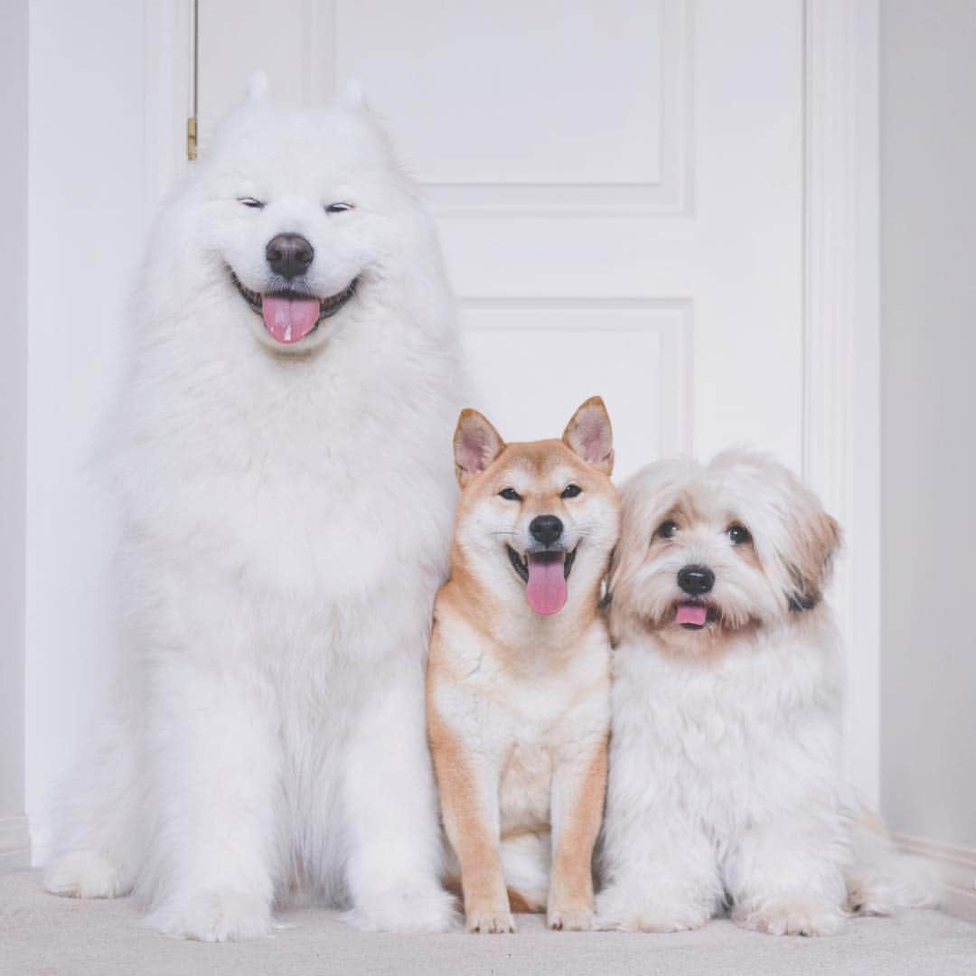 Loki the Corgiさんのインスタグラム写真 - (Loki the CorgiInstagram)「Say hello to Zeta, our new foster dog! She’s a 1-year-old Shiba Inu who was abandoned by her owners after she grew out of her puppy looks (some people... 🙄). Zeta is settling in well as we teach her the ways of a house dog (in other words, potty training 💩). As usual, Momo is super curious about his new foster sister and follows her everywhere. Bear is more shy with her, but he’s slowly warming up! ☺️」4月18日 10時00分 - lokistagram