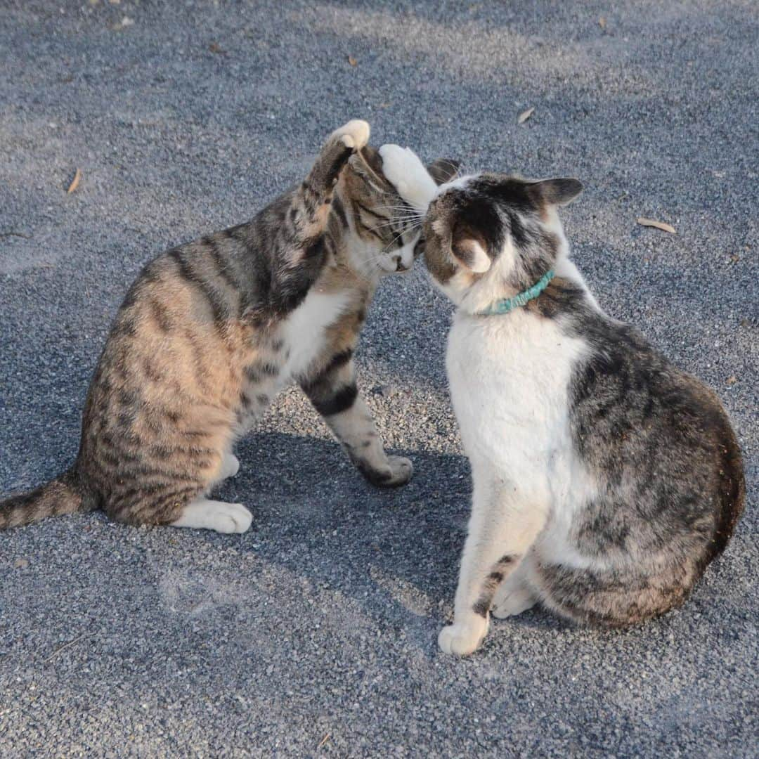 やふさんのインスタグラム写真 - (やふInstagram)「ベシッ！→ベシッ！！→痛ァ〜い！ . #cat #neko #catlovers #catsofinstagram #catstagram #instacat #猫 #ねこ #ネコ #保護猫 #新吉 #京太」4月18日 10時04分 - kyafy