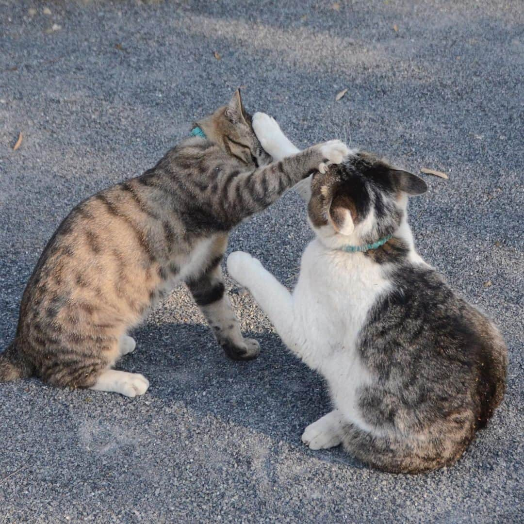 やふさんのインスタグラム写真 - (やふInstagram)「ベシッ！→ベシッ！！→痛ァ〜い！ . #cat #neko #catlovers #catsofinstagram #catstagram #instacat #猫 #ねこ #ネコ #保護猫 #新吉 #京太」4月18日 10時04分 - kyafy