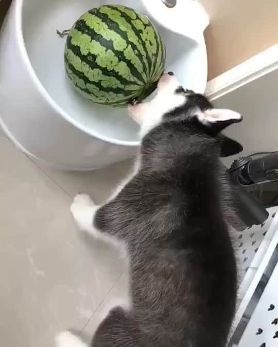 husky and malamuteのインスタグラム：「Mom, why is my mouth so small?🙈🙈😝 follow @alaskandaily （Twitter：alaskandaily）for more cute pic and video.😜 ……………………………………………………………… Each video was approved by the original author. But  don't have a Instagram account. We are first one post those video. So watermark credit @alaskandaily ……………………………………………………………… #alaskan#malamute#alaskanmalamute#alaskanhusky#malamutesofinstagram#puppylife#puppylove#puppydog#puppylover#dogdays#malamutepuppy#huskies#huskeypuppy#huskeiesreq#siberian#huskeiesofig#dogslife#dogsofnyc#cutedog#cutedogs#huskeypics#huskeylovers#huskygram#huskeylove#huskiesofinstagram#dogsofnyc#husky#狗」