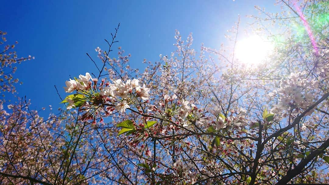 桜花のインスタグラム