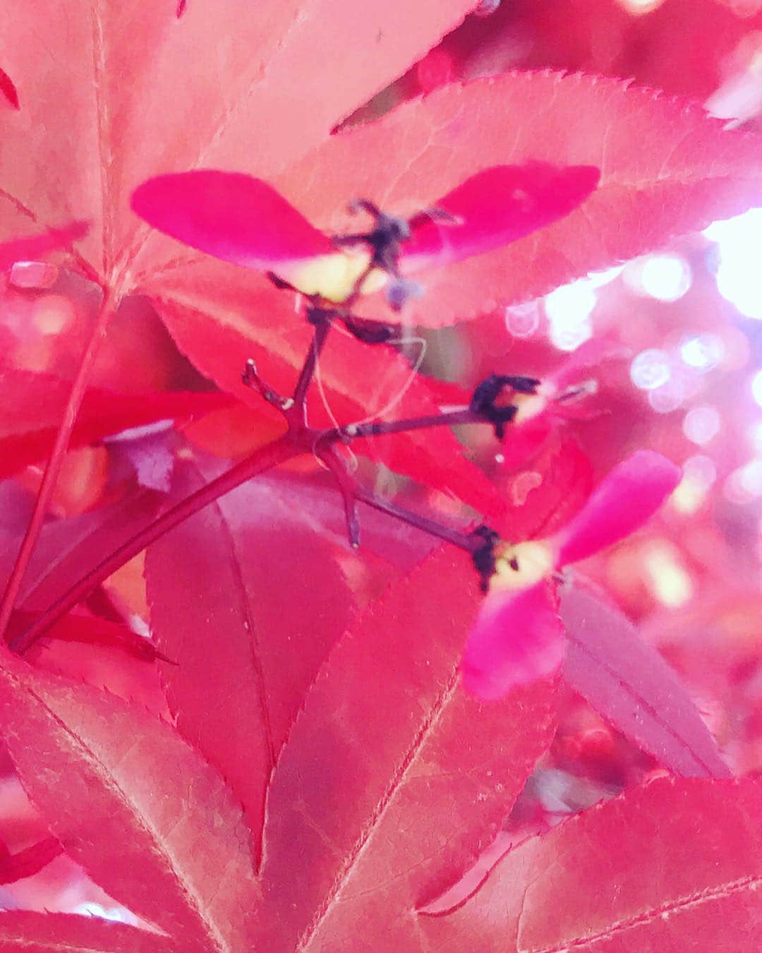 益子直美さんのインスタグラム写真 - (益子直美Instagram)「庭の花たち。  新しく作った寄せ植え。 クラシックなカラーのペチュニアとピンクの班入りセリの2種類でシンプルに。 御衣黄桜が満開で白からピンクに色が変わってきました。 チューリップ、赤と黄色さん、伸びすぎ！！笑 なんと！紅葉🍁の花？ 毎年見ていたのに気づかなかった！  #ガーデニング  #garden  #gardening  #花  #flower  #ペチュニア  #寄せ植え  #御衣黄  #チューリップ  #紅葉  #紅葉の花  #湘南」4月18日 10時29分 - naomi.masuko