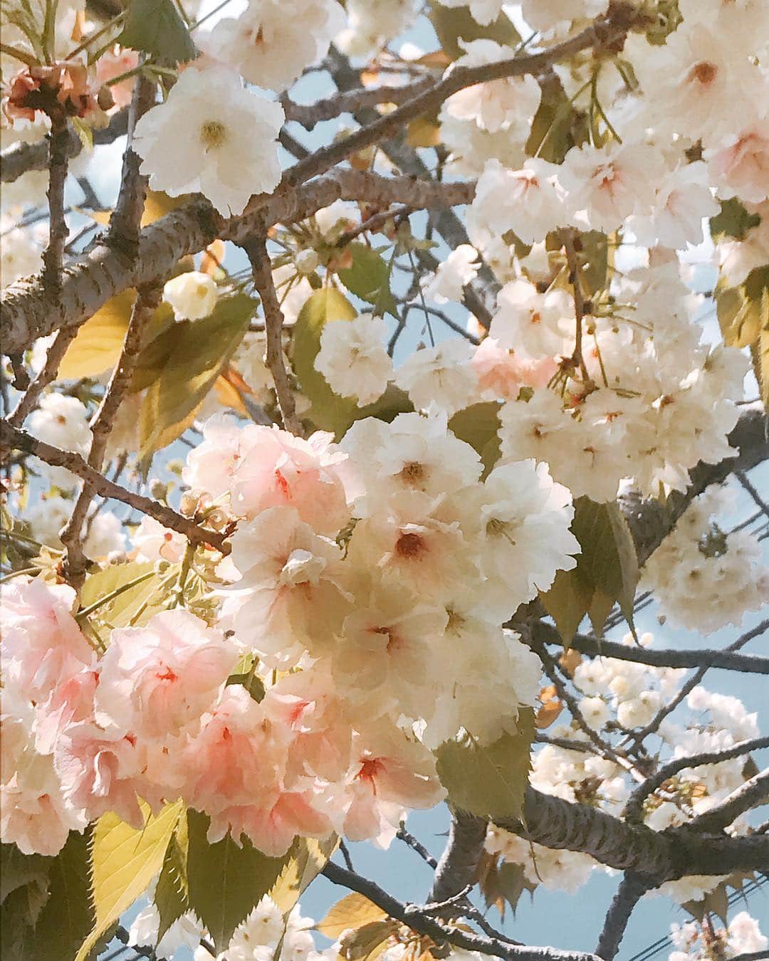 益子直美さんのインスタグラム写真 - (益子直美Instagram)「庭の花たち。  新しく作った寄せ植え。 クラシックなカラーのペチュニアとピンクの班入りセリの2種類でシンプルに。 御衣黄桜が満開で白からピンクに色が変わってきました。 チューリップ、赤と黄色さん、伸びすぎ！！笑 なんと！紅葉🍁の花？ 毎年見ていたのに気づかなかった！  #ガーデニング  #garden  #gardening  #花  #flower  #ペチュニア  #寄せ植え  #御衣黄  #チューリップ  #紅葉  #紅葉の花  #湘南」4月18日 10時29分 - naomi.masuko