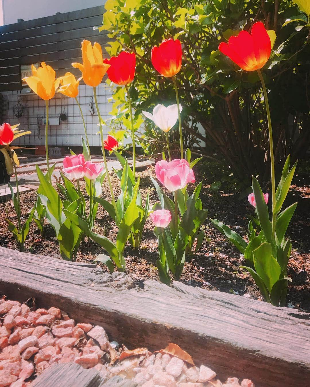 益子直美さんのインスタグラム写真 - (益子直美Instagram)「庭の花たち。  新しく作った寄せ植え。 クラシックなカラーのペチュニアとピンクの班入りセリの2種類でシンプルに。 御衣黄桜が満開で白からピンクに色が変わってきました。 チューリップ、赤と黄色さん、伸びすぎ！！笑 なんと！紅葉🍁の花？ 毎年見ていたのに気づかなかった！  #ガーデニング  #garden  #gardening  #花  #flower  #ペチュニア  #寄せ植え  #御衣黄  #チューリップ  #紅葉  #紅葉の花  #湘南」4月18日 10時29分 - naomi.masuko