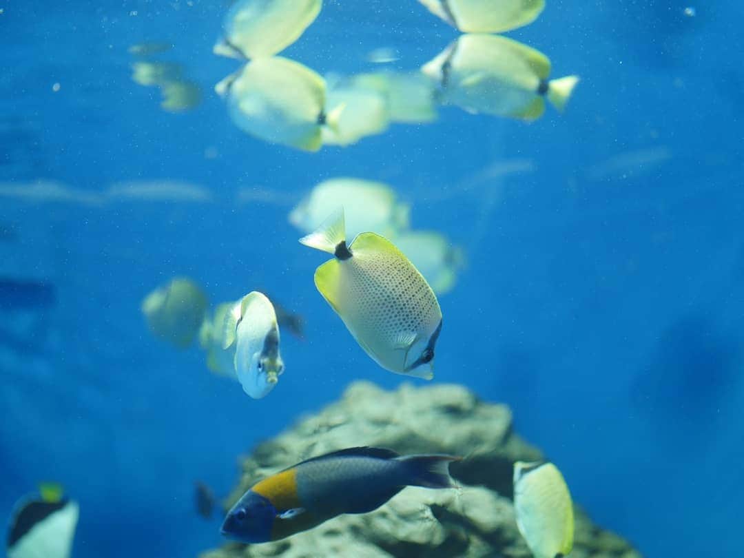 柚月美穂のインスタグラム：「#randompic . . 🐠🐟🦈🐬🐋🐳🦐🦞🦀🦑🐙 . . あまりにも水槽が大きいので ダイビングしてる時に水中から 見る光景を思い出せる程。 . . 子供からみた目線なら凄い大きさだろうなぁ。 . . なによりも。マグロが見どころですよね。 こんな大きな泳いでるマグロ初めて見ました。凄いなぁ。 . . 側に居たちびっ子英会話教室の遠足（多分）で 皆がマグロを見て一斉に「Tuna（ツナ）ーーー！！」 と叫んでいて . お、おう。ツナだよね！そうだよね！ってなりました（笑） . . #葛西臨海水族園 #水族館 #Aquarium #マグロ #Tuna . #📷 #LUMIX #gh4  #leica #42.5mm」