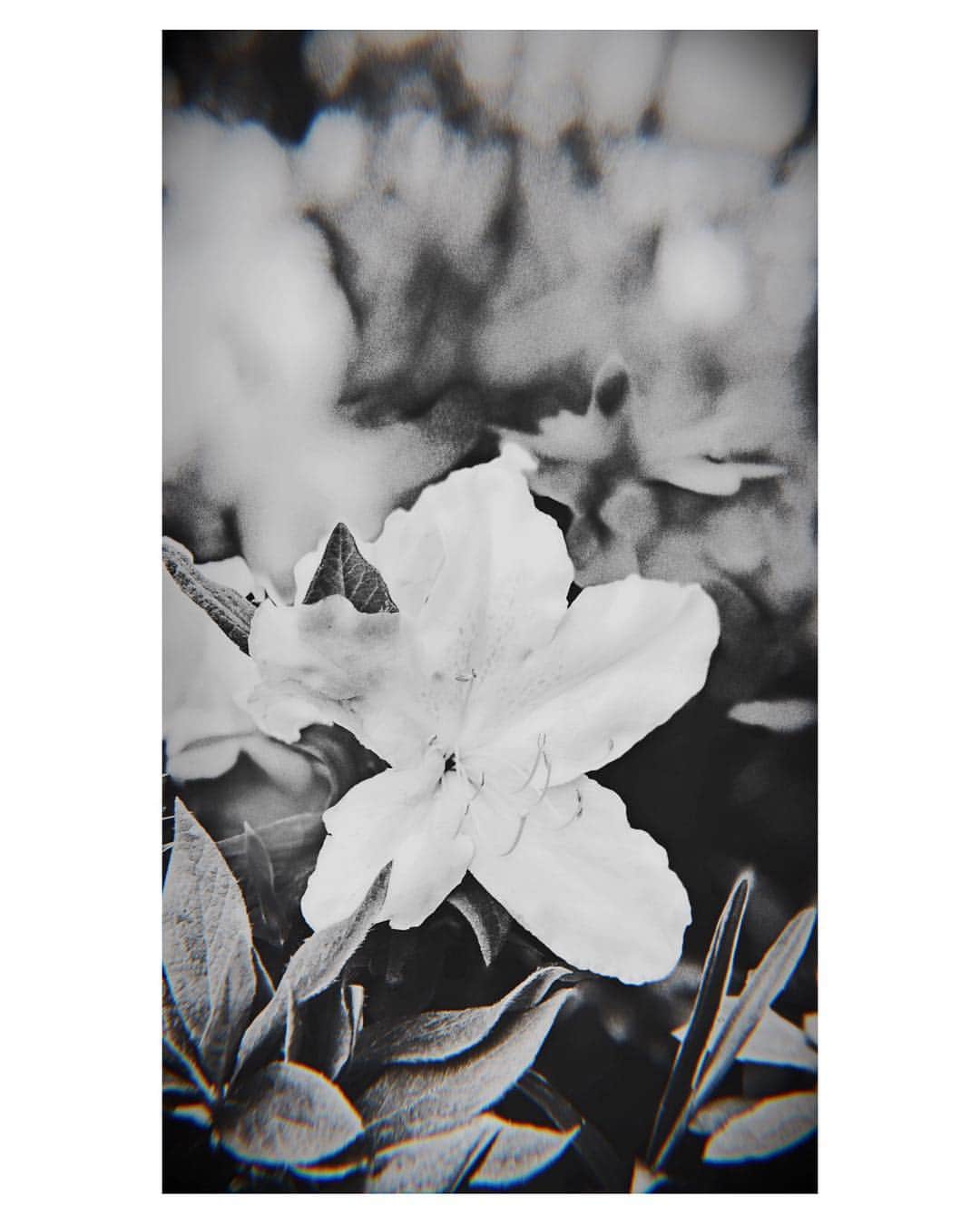 ヒロトさんのインスタグラム写真 - (ヒロトInstagram)「Apr.18.2019.  #flower  #white  #photography」4月18日 11時30分 - hiroto_a9