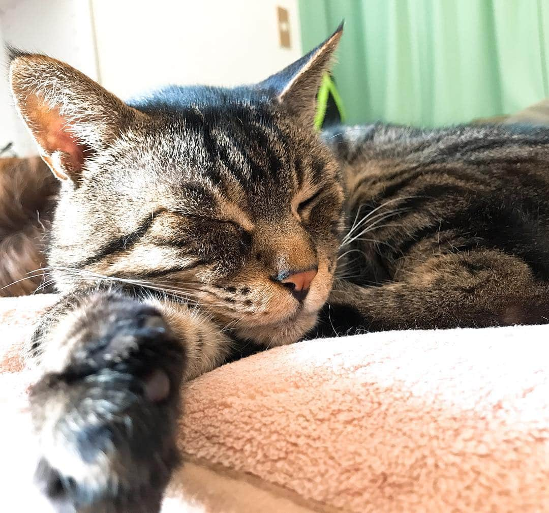 Musashiさんのインスタグラム写真 - (MusashiInstagram)「おはムサシ！ まだ眠い。I'm still sleepy. #musashi #mck #cat #キジトラ #ムサシさん #musashi_the_cat #ねこすたぐらむ」4月18日 11時39分 - _daisy