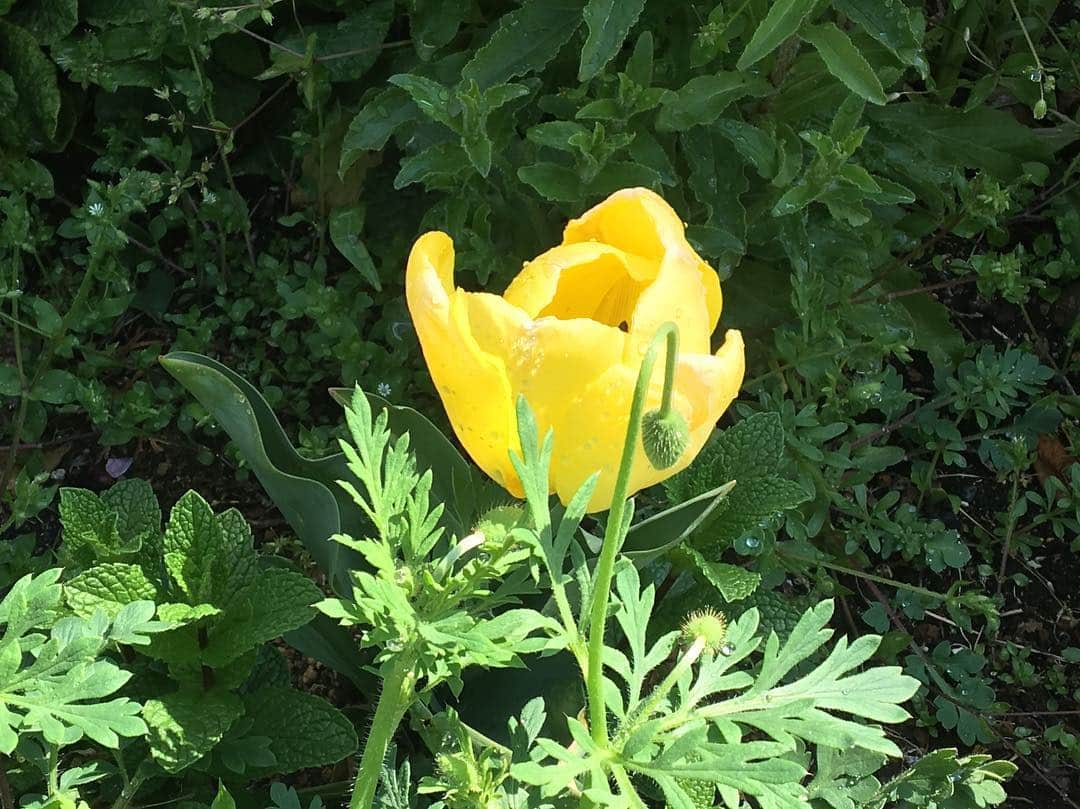 森田涼花のインスタグラム：「Yellow花」