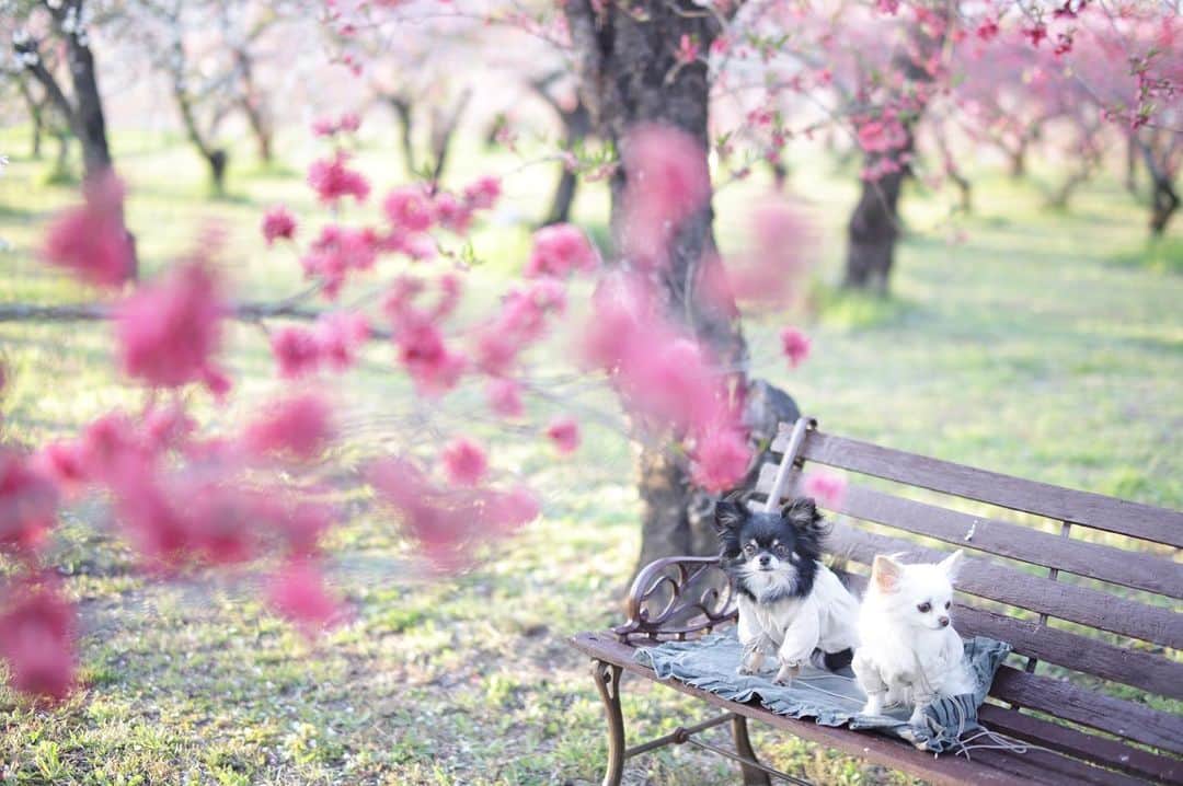 mamiのインスタグラム：「* ツボ過ぎたベンチと可愛い花園♡ . . 実はこちらへ入る前に彼がカメラを落としてしまって、レンズがポッキリ、、、 . と思いきや、マウントアダプターが壊れただけで済みました。 よかった〜！ . こちらは優しいお友達が貸してくれたカメラで撮った一枚。 mihoちゃん、ありがとー♡ . . #chihuahua #チワワ#poodle #toypoodle #プードル #トイプードル  #petstagram #dogsofinstagram #dogoftheday #fluffypack #dailypetstars #igersjp #_lovely_weekend #Airy_pics #whim_fluffy #tokyocameraclub #ファインダー越しのわたしの世界 #写真好きな人と繋がりたい #親バカ万歳キャンペーン」
