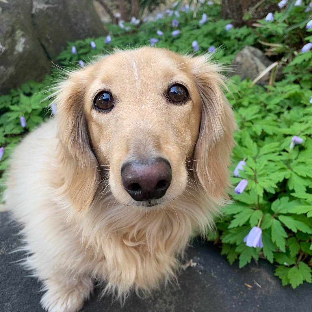 のインスタグラム：「お庭の#キクザキイチゲ でこんにちは  #カメラ嫌い同好会 #pecoいぬ部 #犬の生活が第一 #癒しわんこ #dachshund #犬バカ部 #短足部 #ふわもこ部 #tokyocameraclub #東京カメラ部」