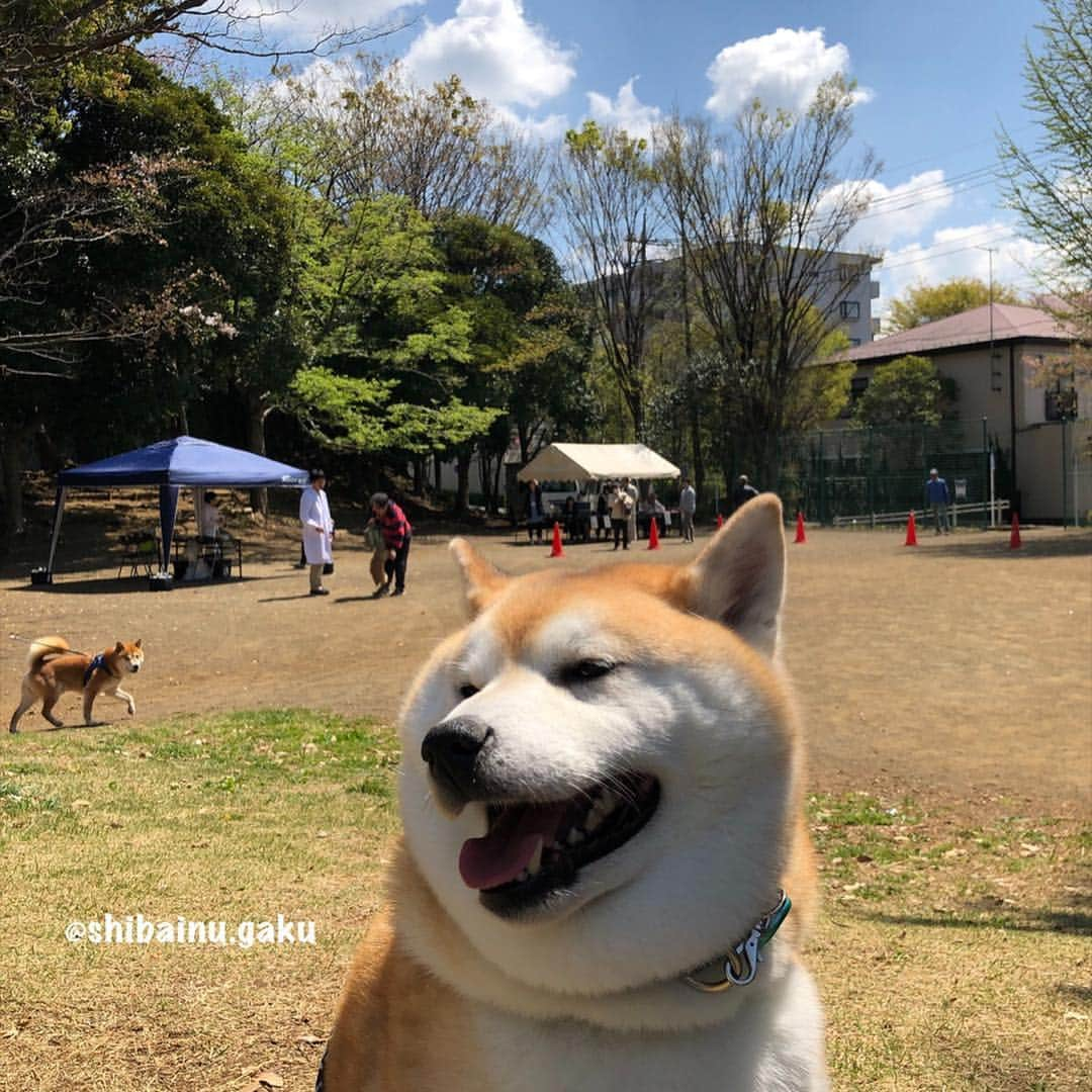 Kazumi-Gakumamaさんのインスタグラム写真 - (Kazumi-GakumamaInstagram)「今日、岳は市の狂犬病集団予防接種を受けて来ました➰🐕💉🤣 *  掛かり付けの病院でも受ける事が出来ますが、病院🏥の待合室が苦手なので、公園で行う市の予防接種を受けました‼︎ *  その後、大好きなさくらの散歩道🌸をお散歩🐕♫•*¨*•.¸¸♪ *  花壇のお花がキレイでした✨🌷🌹🌼✨ *  ボランティアの皆さん、いつもキレイにお手入れしてくれてありがとう😊  ーby  岳🐕 🐾----*----*----*----🐾 Today, Gaku went to the city's rabies mass vaccination🐕💉🤣 It is safe for one year with this👌 🐾----*----*----*----🐾 #柴犬 #岳 #柴犬岳 #柴犬ガク#gaku #shibainugaku #shiba #shibainu #shibastagram  #pecoいぬ部 #ペコいぬ部  #pecotv #ワンフルエンサー  #換毛期はまだ先 #狂犬病予防接種 #20190418」4月18日 12時17分 - shibainu.gaku