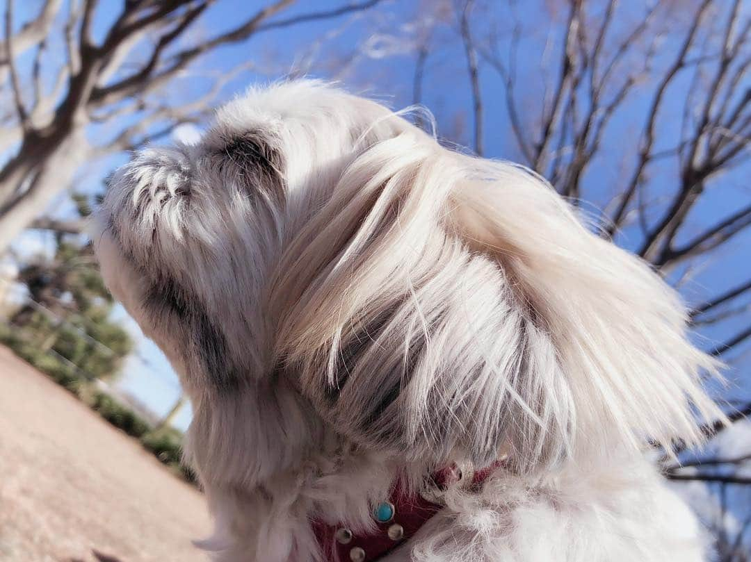 花總まりさんのインスタグラム写真 - (花總まりInstagram)「あったかくて気持ち良いよ〜(らぴ太の心の声)☀️」4月18日 12時28分 - hanafusamari_official