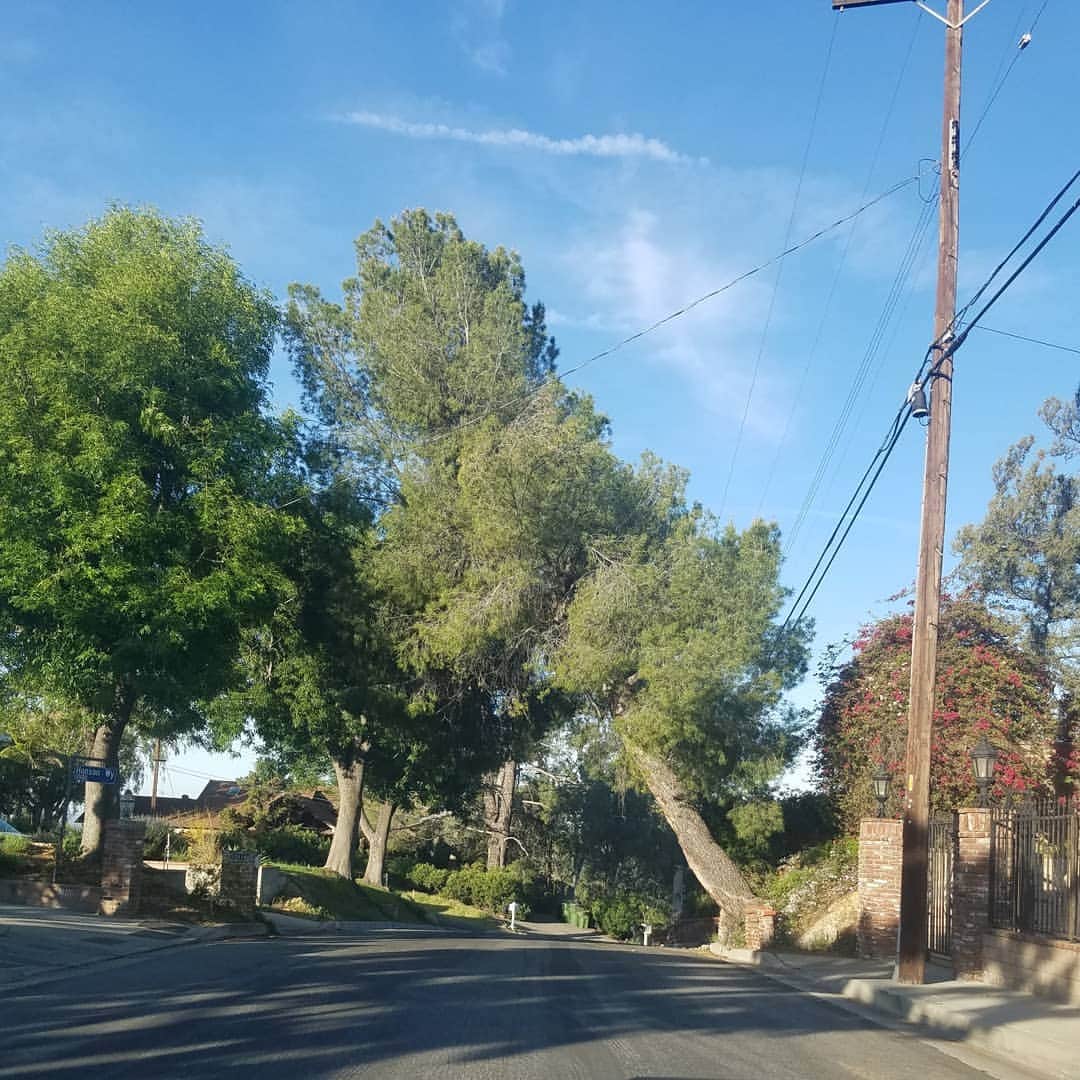 のインスタグラム：「Anybody see anything strange here? 🌳🌳🌳🌳🌳🌳🌳 #SHADOWHILLS」