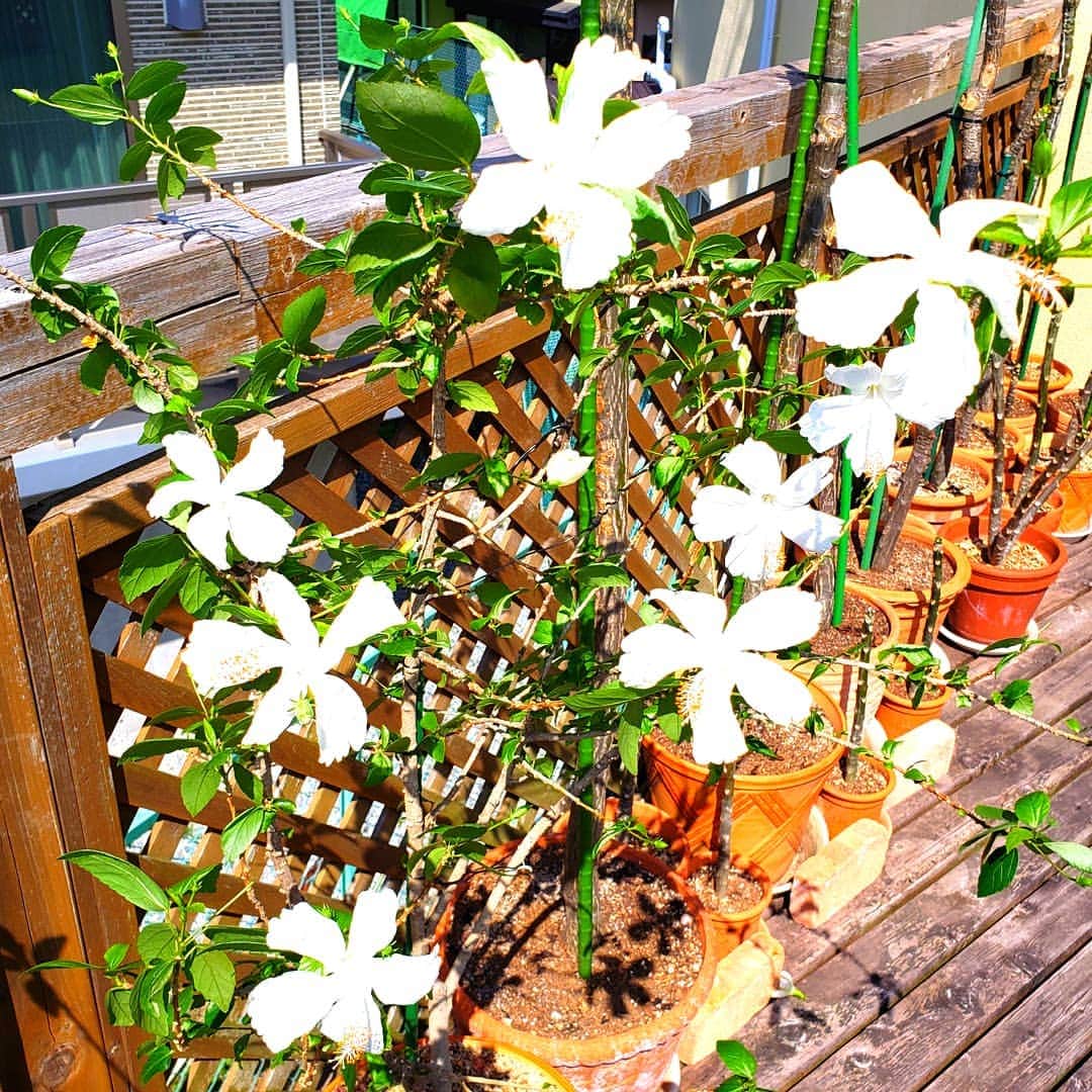 布川敏和さんのインスタグラム写真 - (布川敏和Instagram)「バルコニーに出した ハイビスカスが、待ってましたと、一気に開花～❀ . #バルコニー #ハイビスカス #一気に #開花」4月18日 12時32分 - fukawatoshikazu