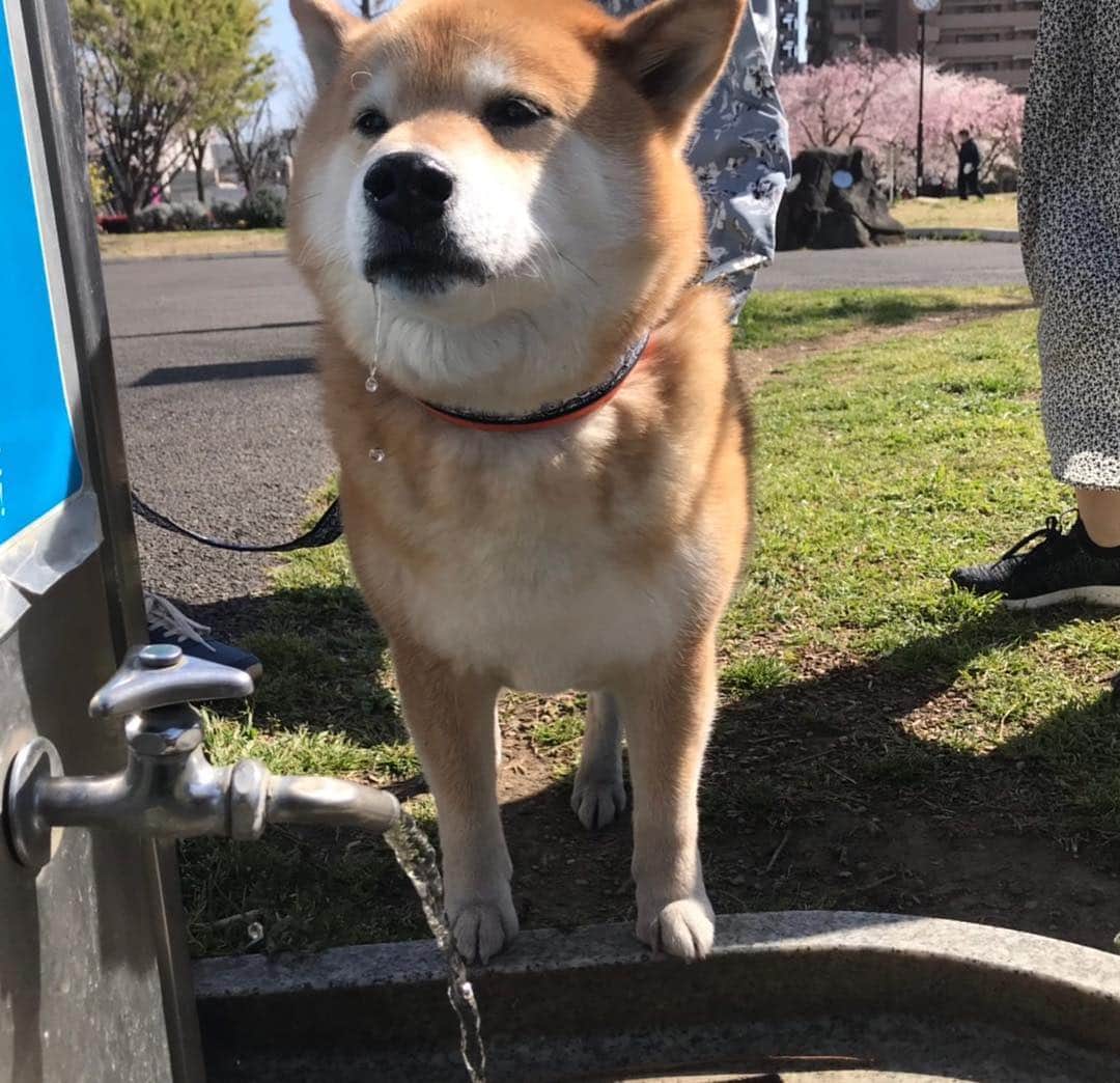 まる（まるたろう）さんのインスタグラム写真 - (まる（まるたろう）Instagram)「#激レアバイト でまるのお世話をしてもらったんだ〜 #お写真いっぱい撮ってもらったの #デケェとか #柔らかいとか #そのような感想をいただきました☺️ #またお願いしたいな #激レアバイト」4月18日 12時32分 - marutaro