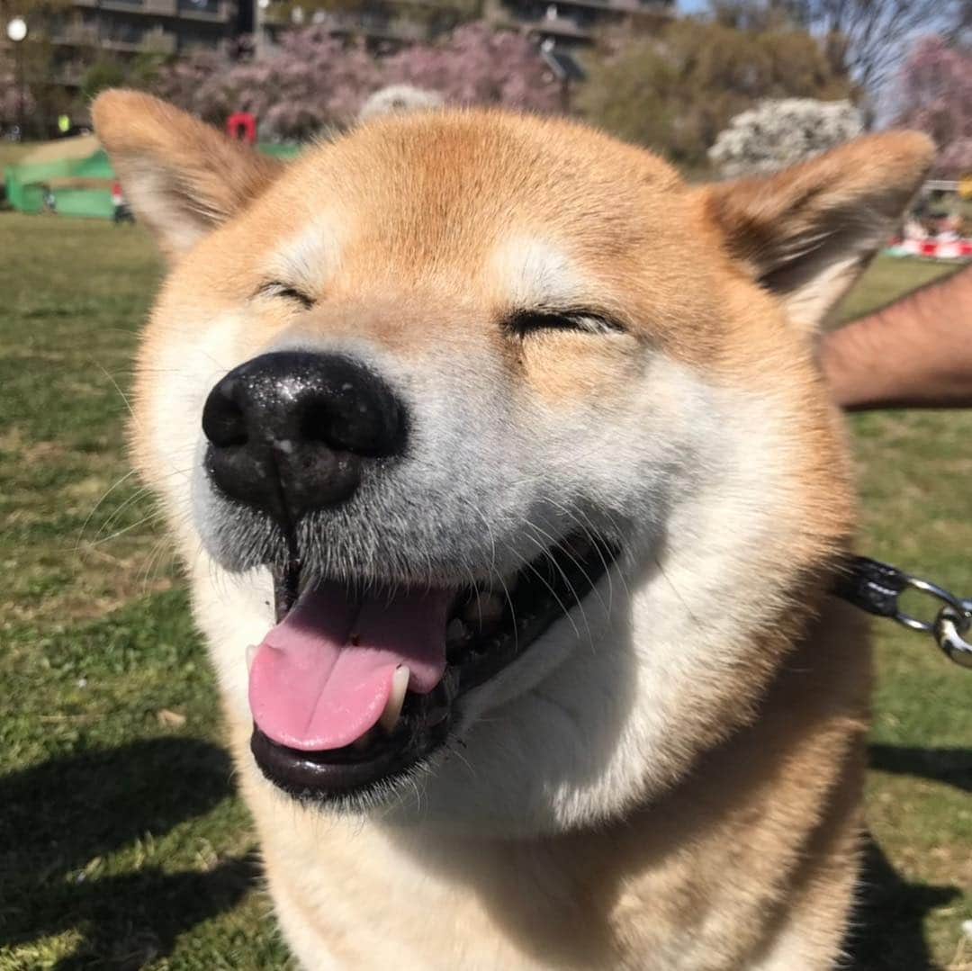 まる（まるたろう）さんのインスタグラム写真 - (まる（まるたろう）Instagram)「#激レアバイト でまるのお世話をしてもらったんだ〜 #お写真いっぱい撮ってもらったの #デケェとか #柔らかいとか #そのような感想をいただきました☺️ #またお願いしたいな #激レアバイト」4月18日 12時32分 - marutaro