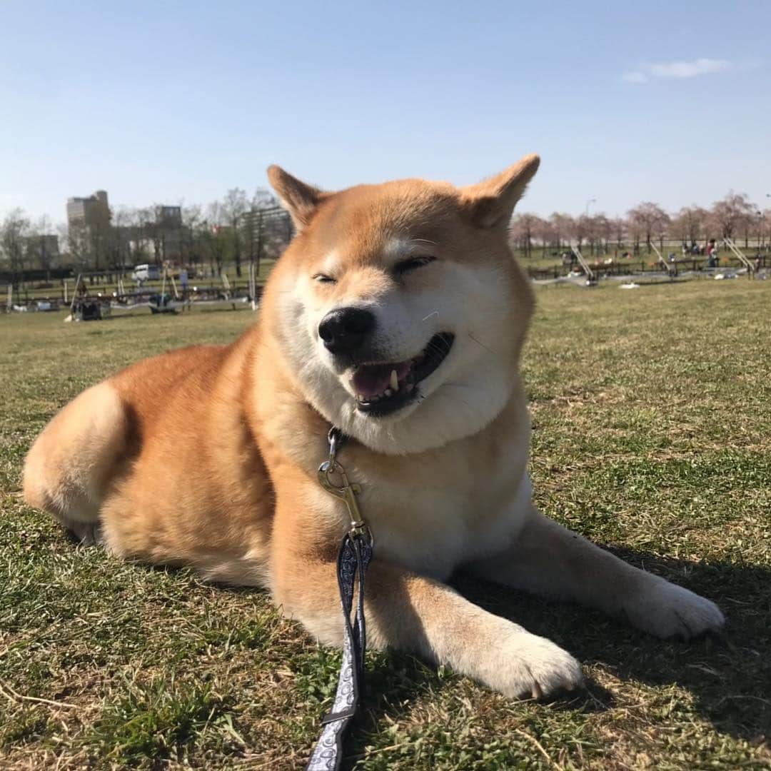まる（まるたろう）さんのインスタグラム写真 - (まる（まるたろう）Instagram)「#激レアバイト でまるのお世話をしてもらったんだ〜 #お写真いっぱい撮ってもらったの #デケェとか #柔らかいとか #そのような感想をいただきました☺️ #またお願いしたいな #激レアバイト」4月18日 12時32分 - marutaro
