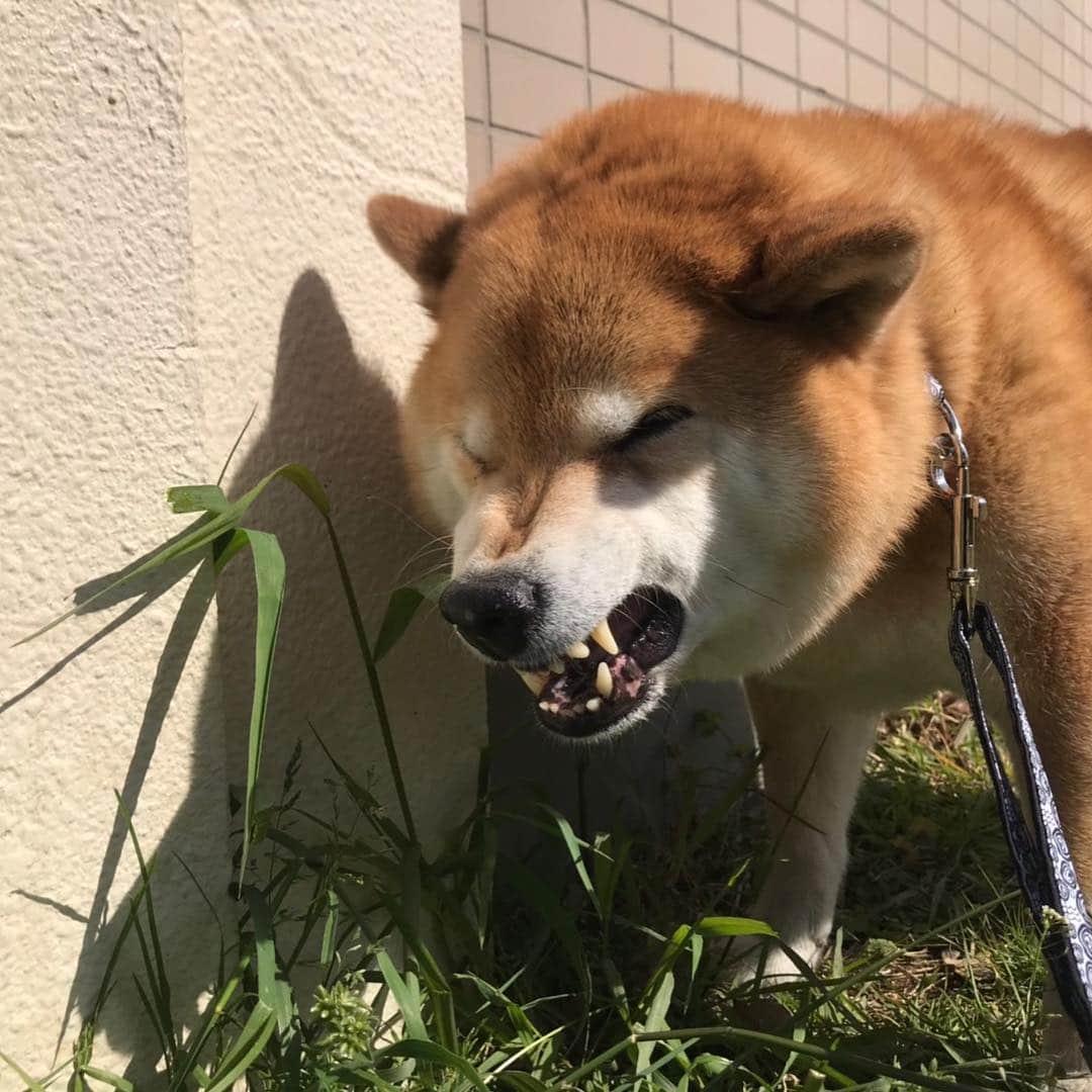 まる（まるたろう）さんのインスタグラム写真 - (まる（まるたろう）Instagram)「#激レアバイト でまるのお世話をしてもらったんだ〜 #お写真いっぱい撮ってもらったの #デケェとか #柔らかいとか #そのような感想をいただきました☺️ #またお願いしたいな #激レアバイト」4月18日 12時32分 - marutaro